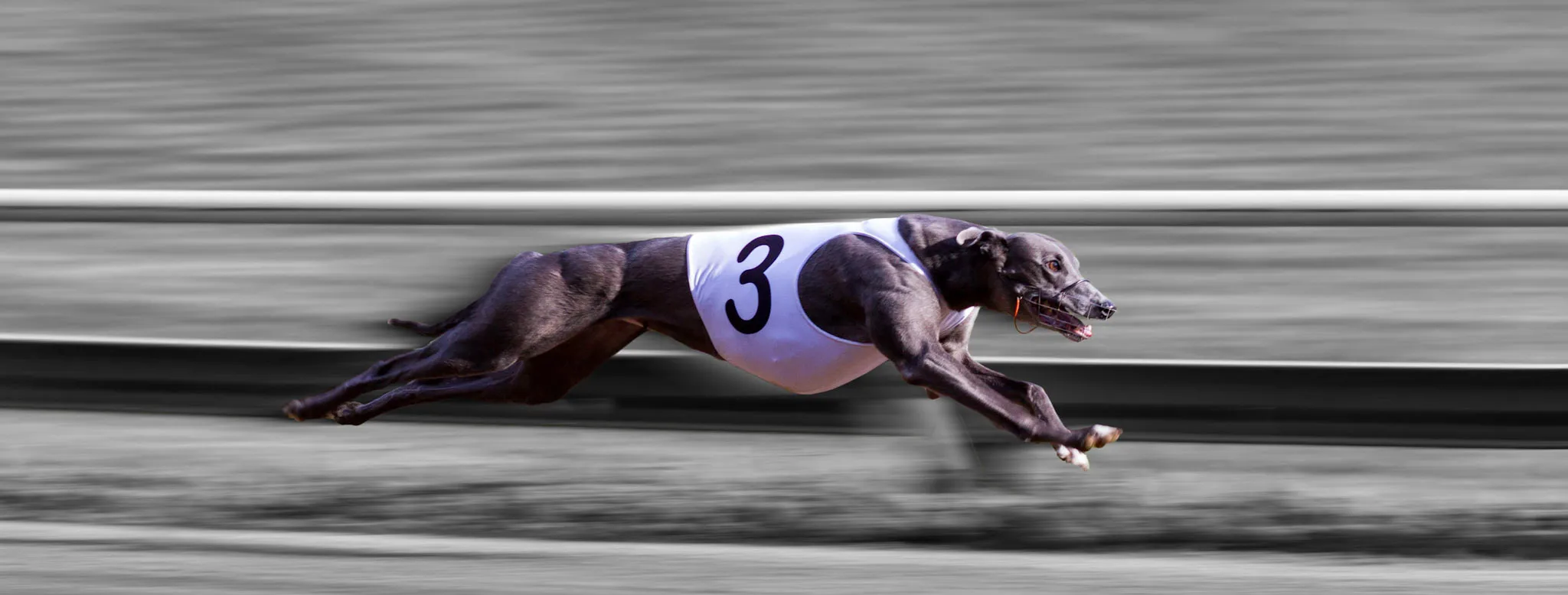 Animals at speed