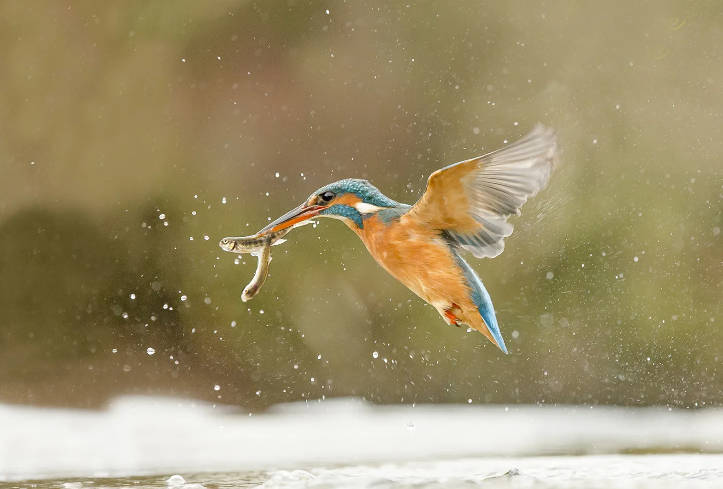 Animals at speed