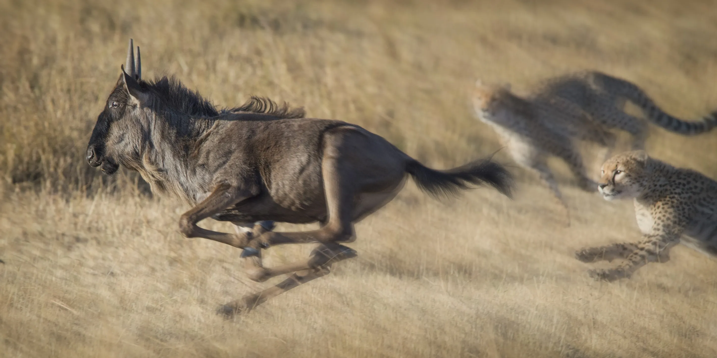 Animals at speed