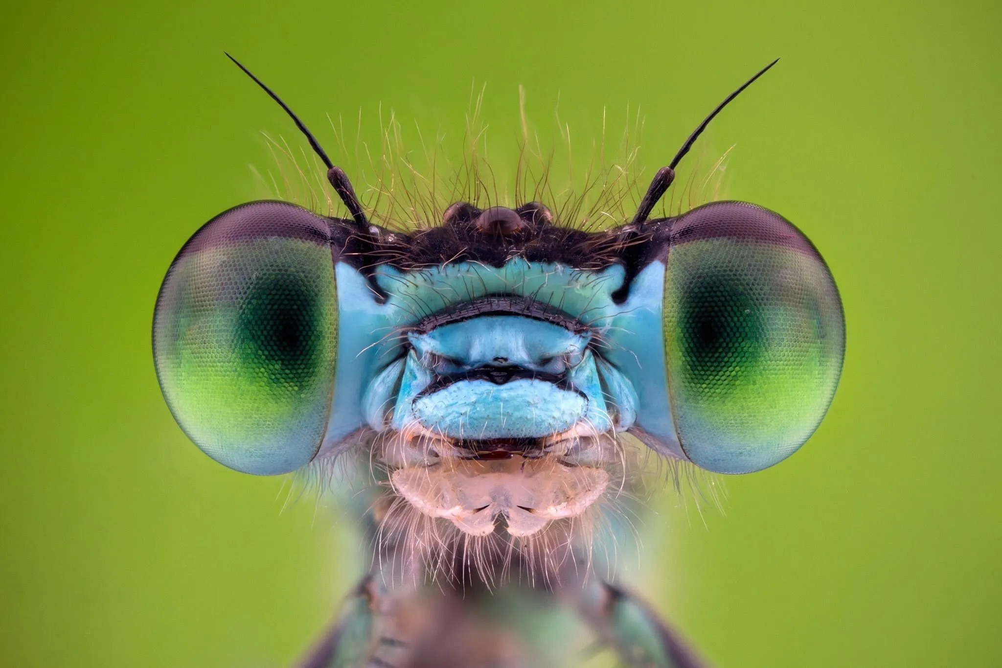 Bugs