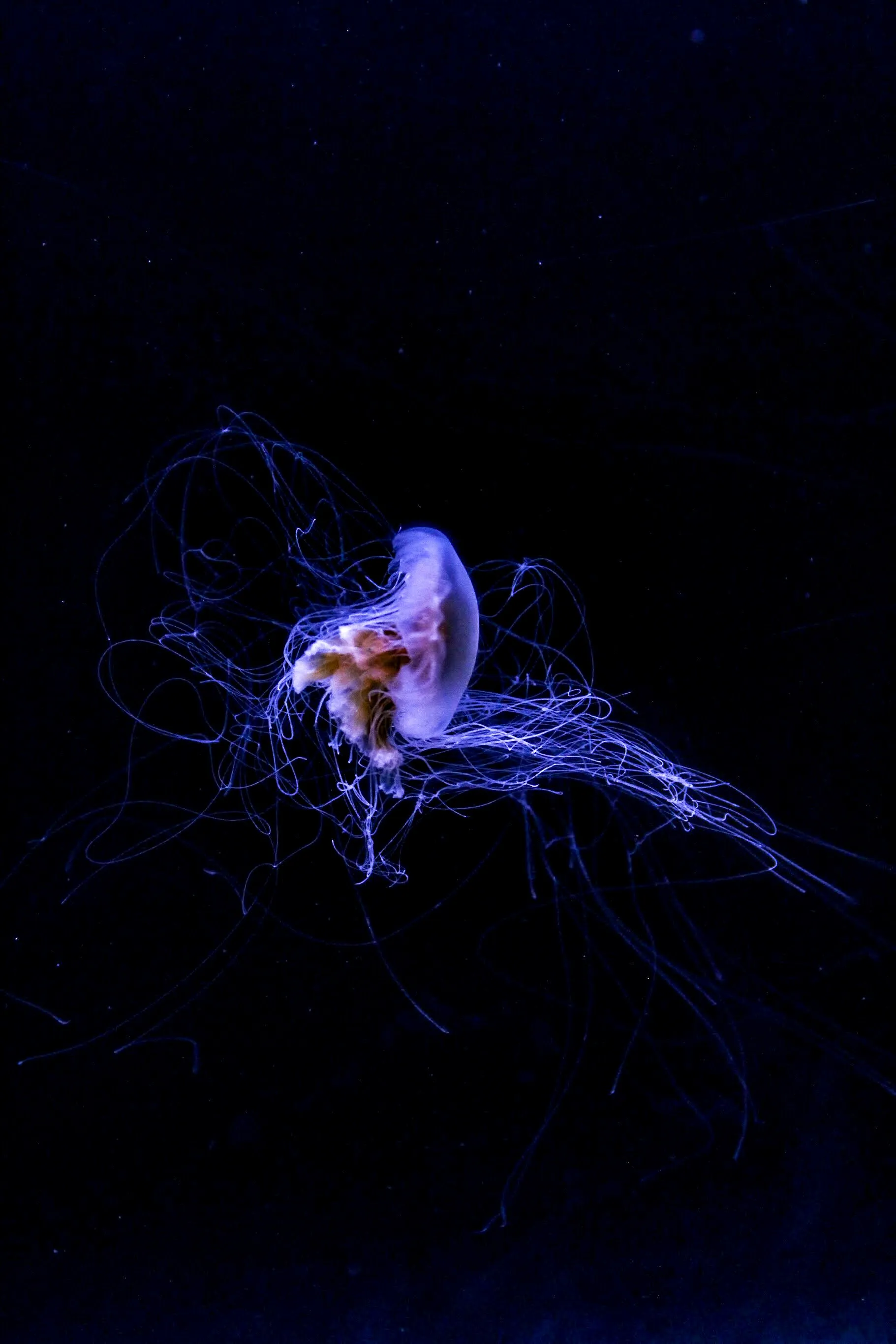 Jellyfish