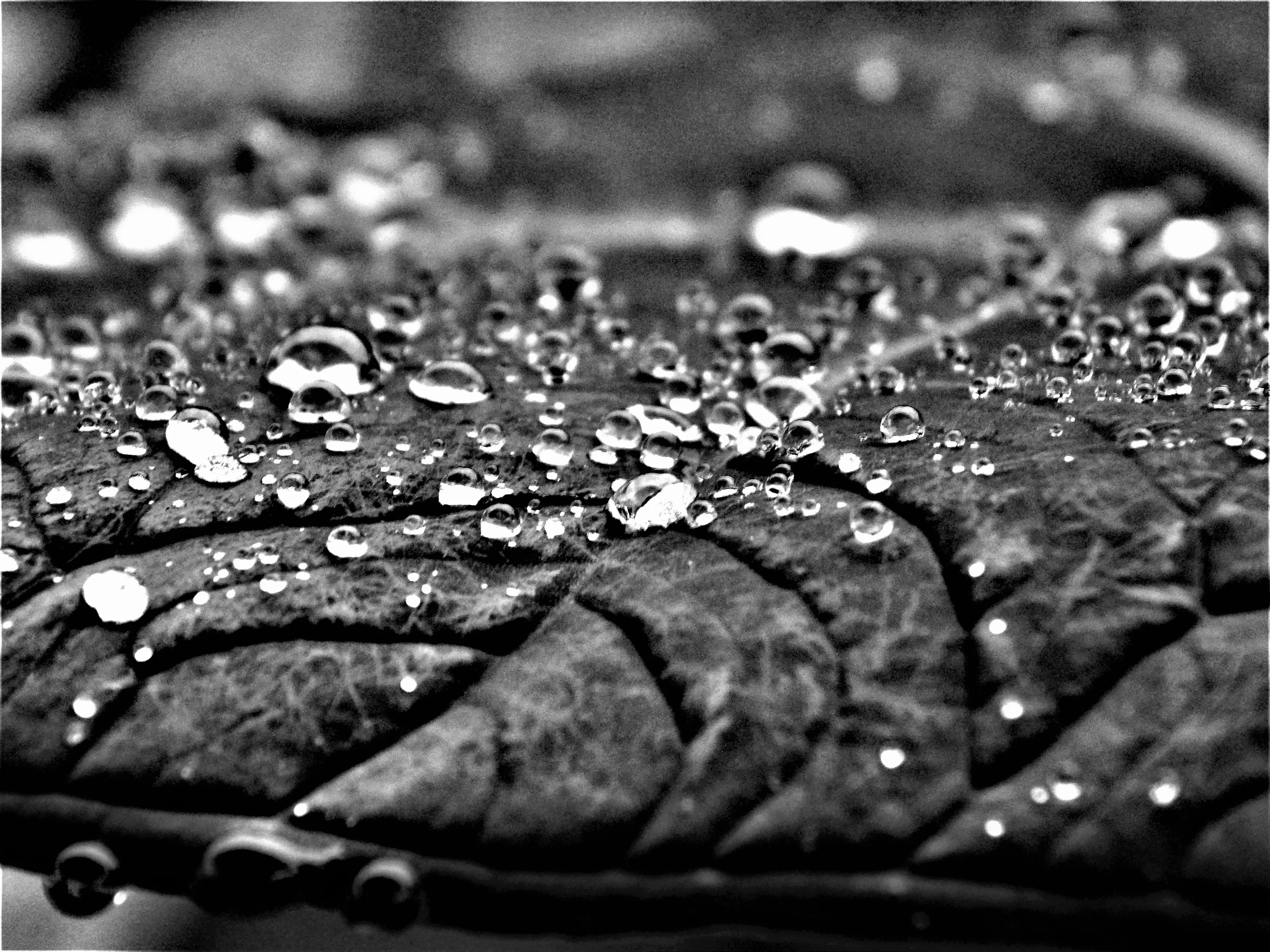 Rain & Raindrops
