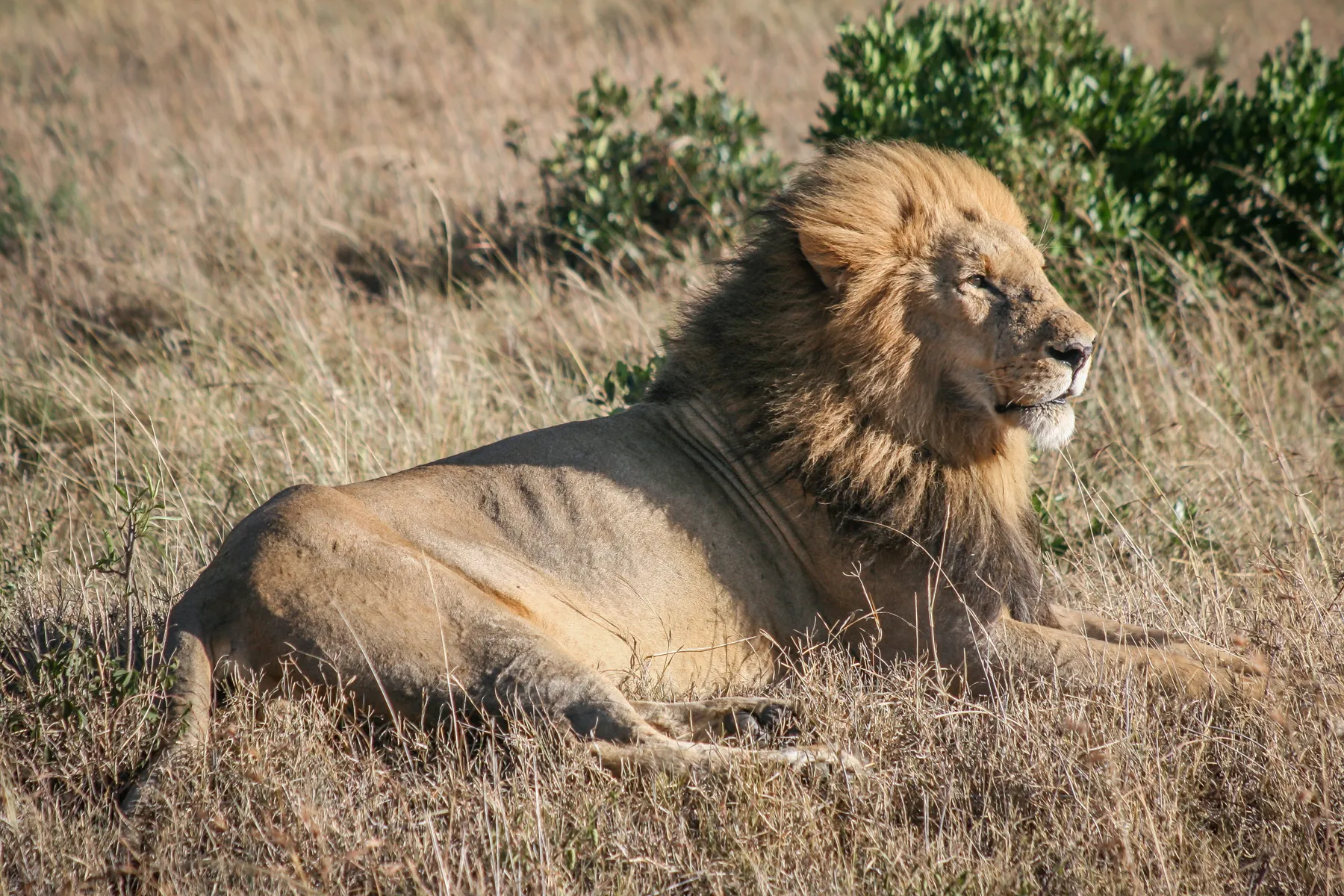 Rhino, Elephant, Lion, Leopard & Buffalo
