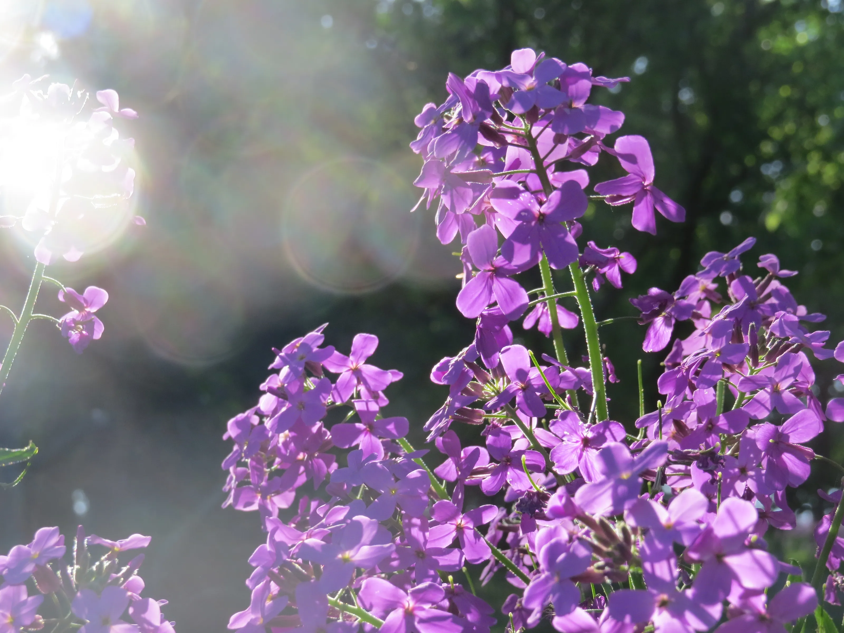 Wild flowers