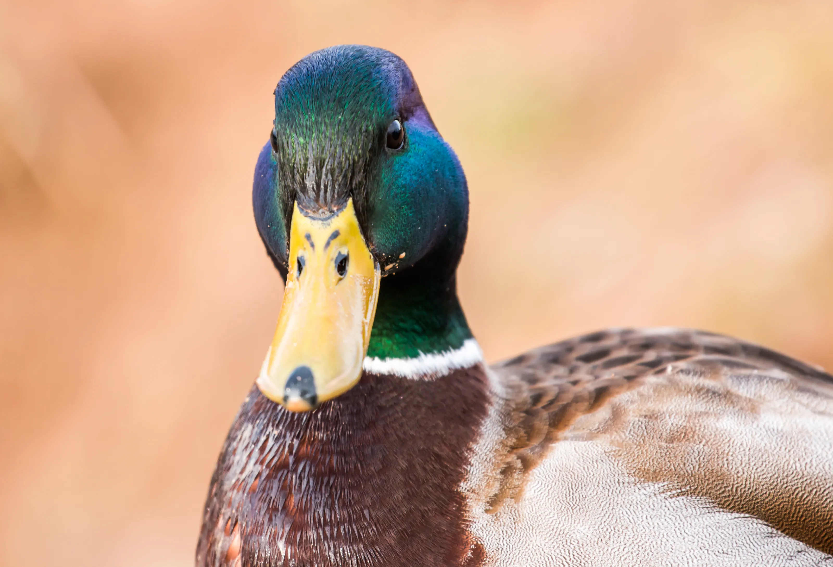 Ducks