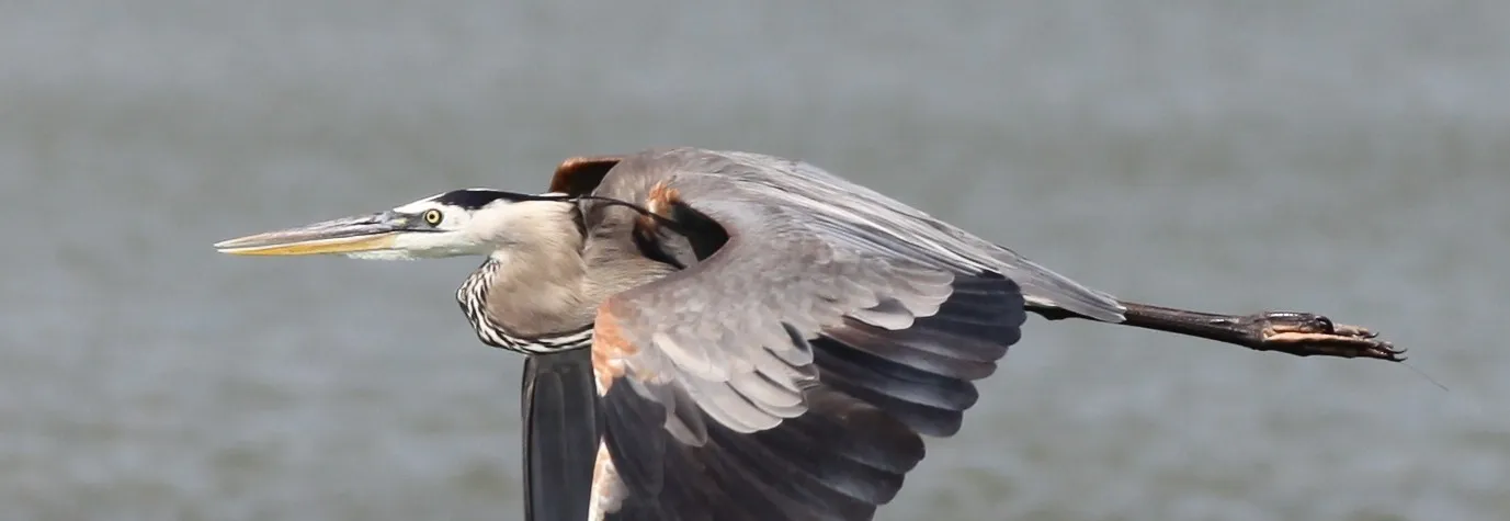 Herons
