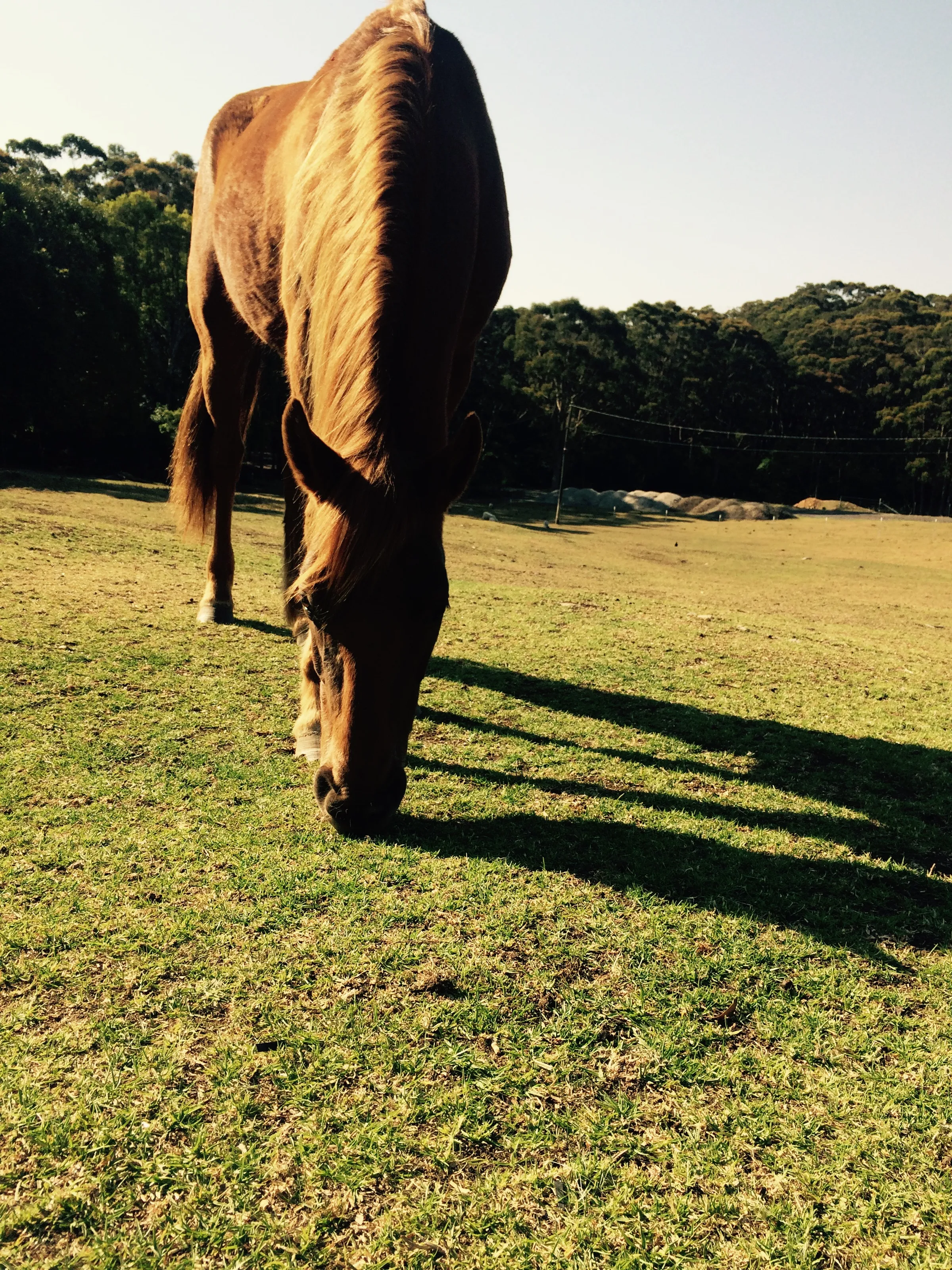 Horses