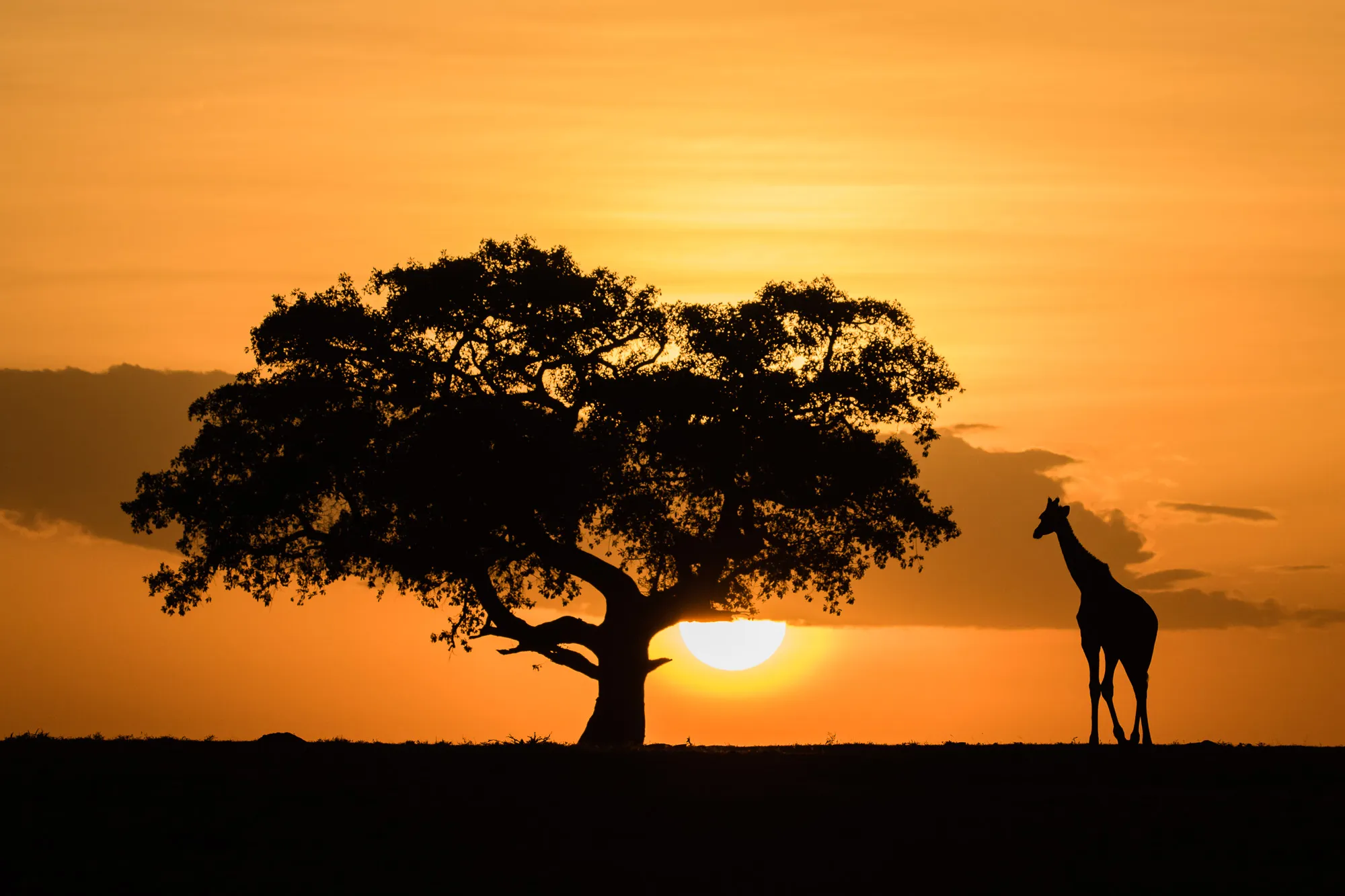 Silhouettes in Sunsets
