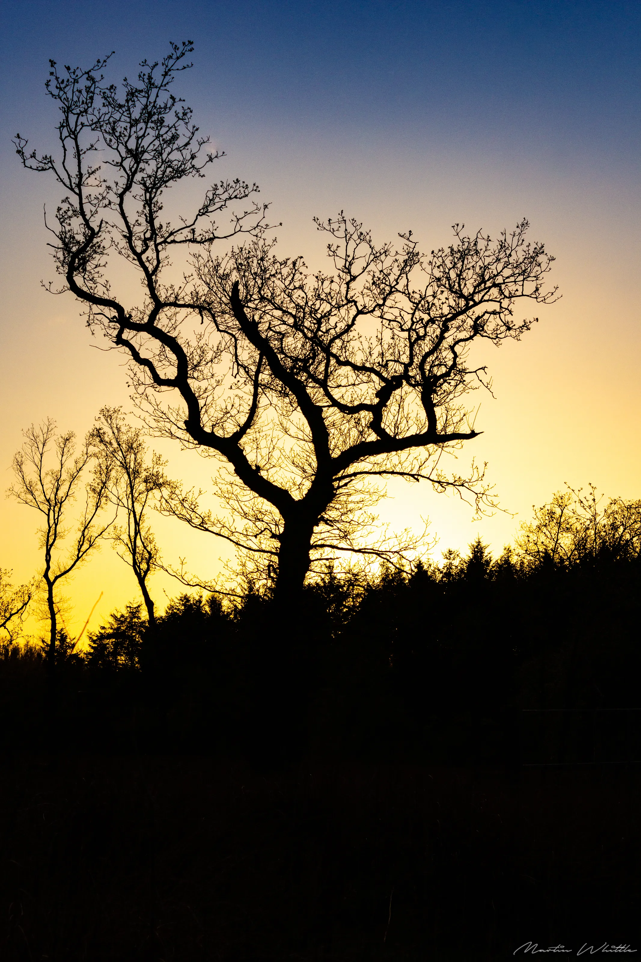 Back-lit trees