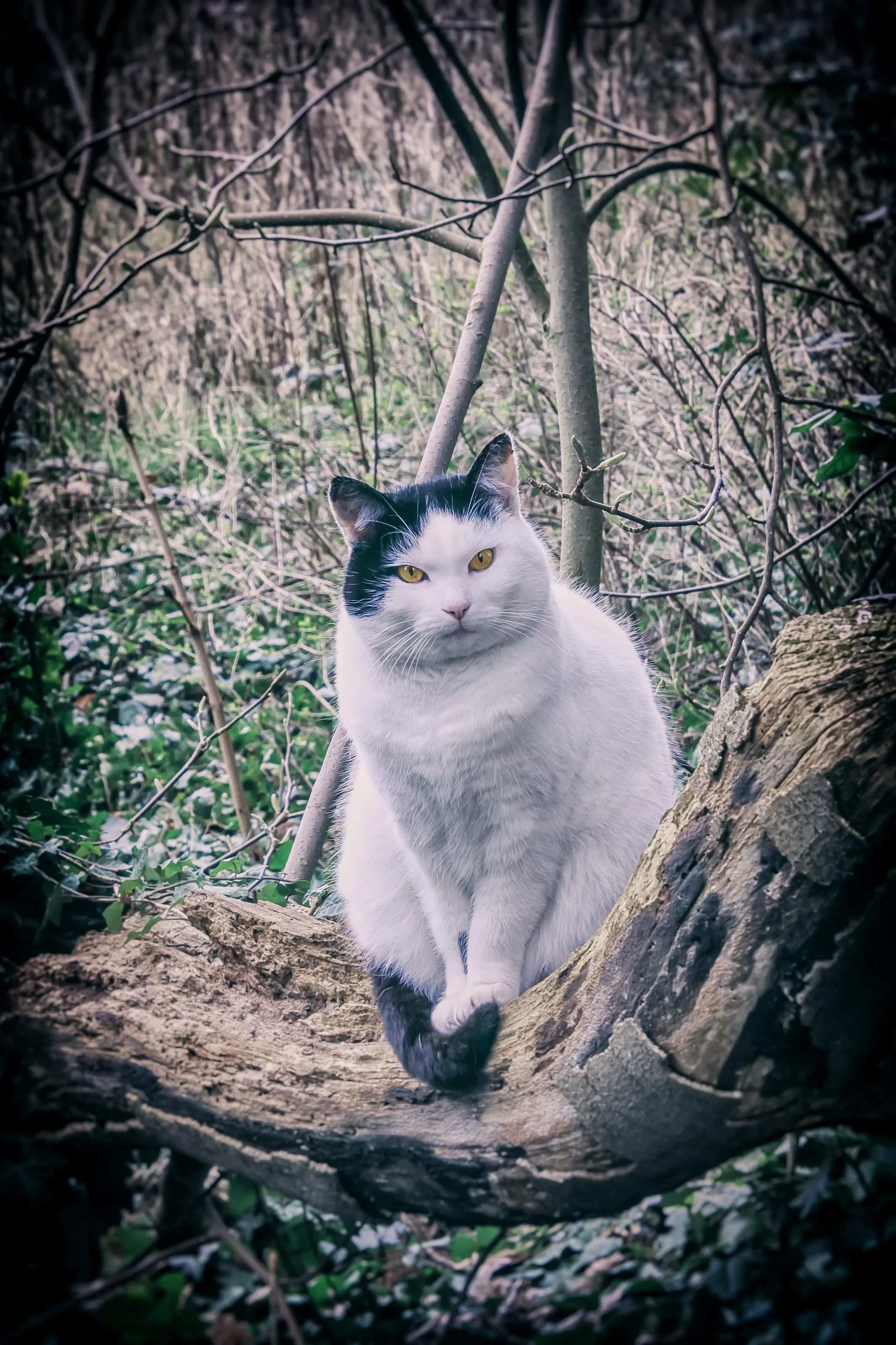 Cats Outside