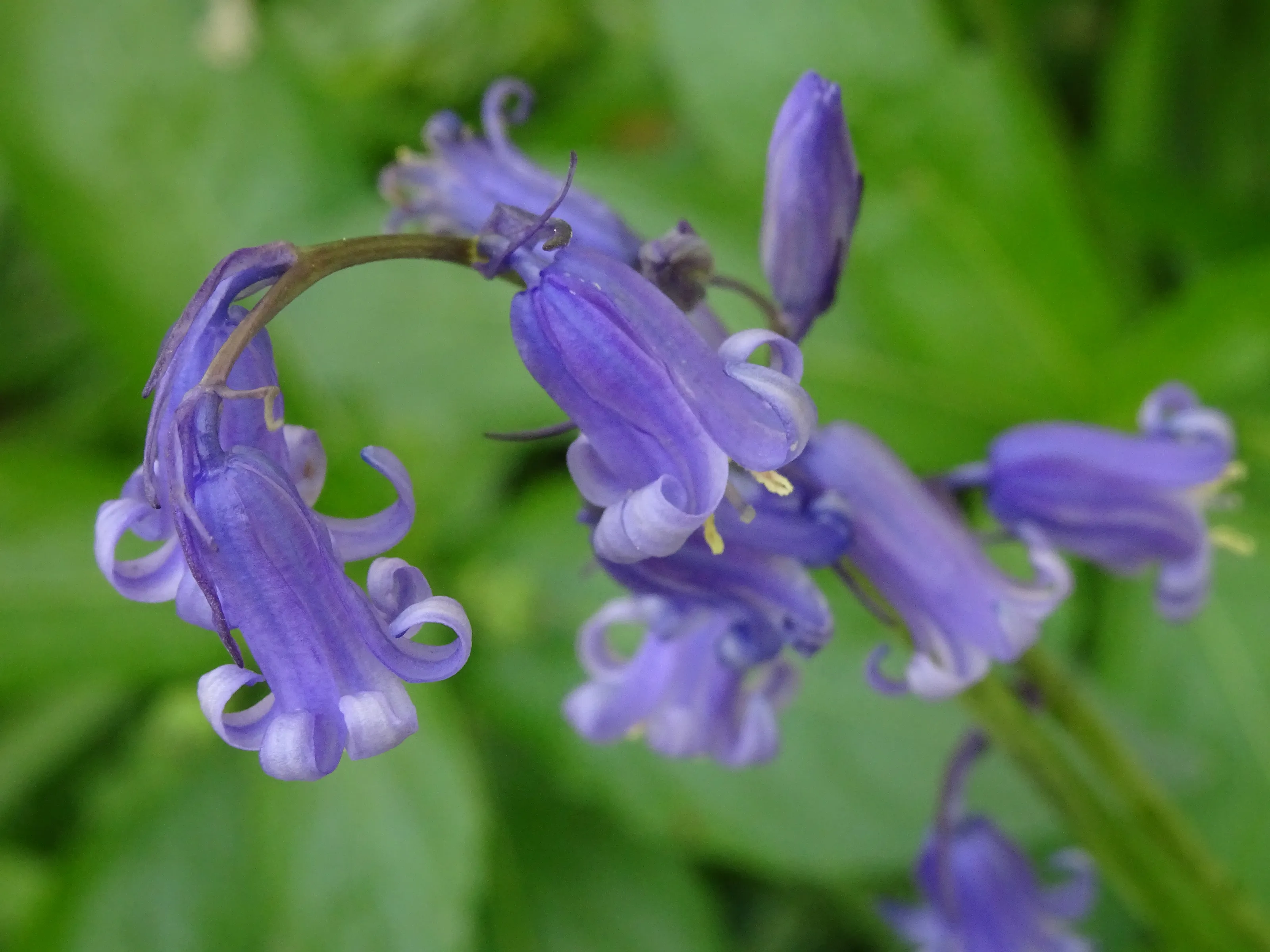 Bluebells
