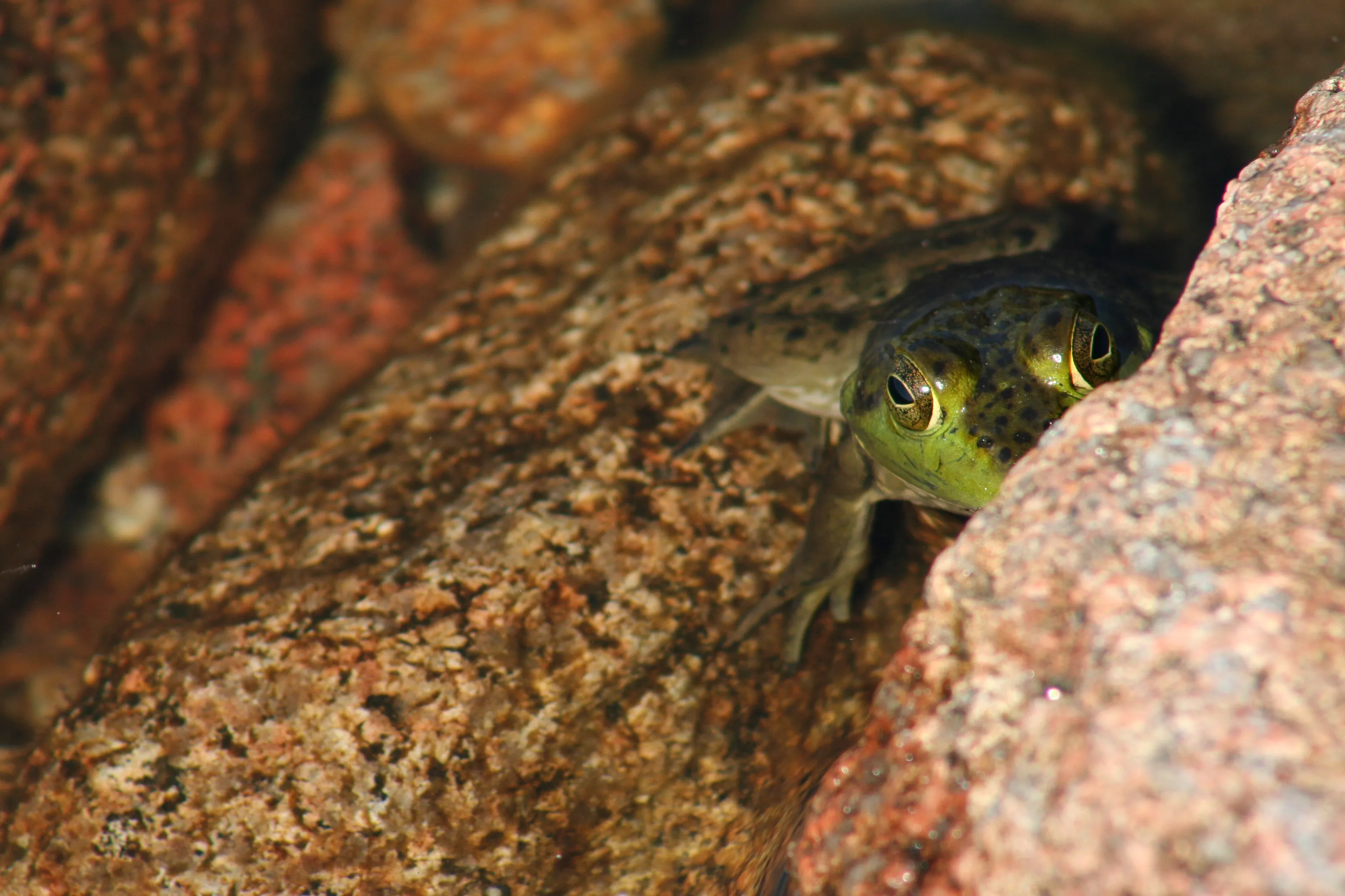 Frogs