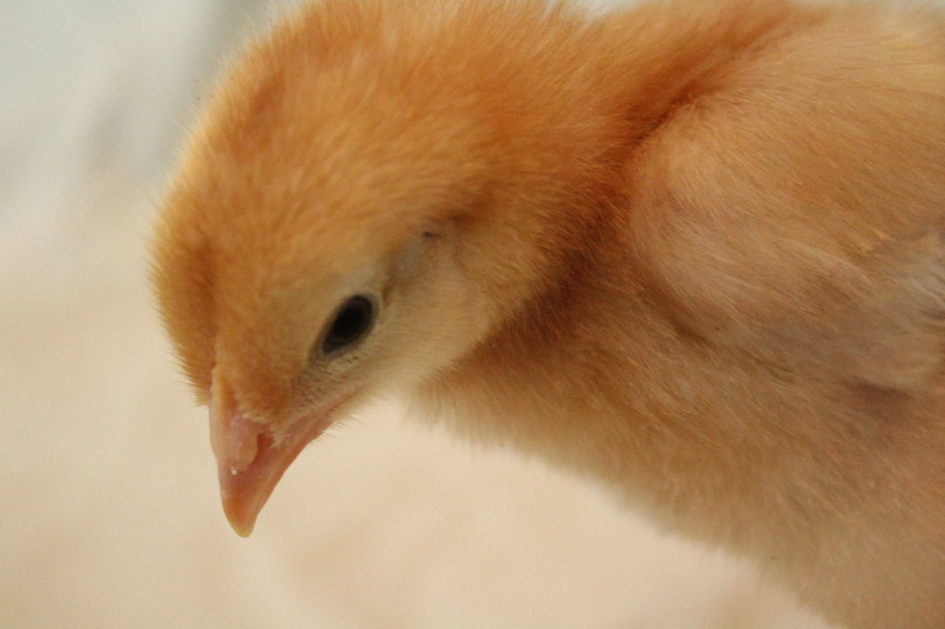 Baby Chickens (Chicks)