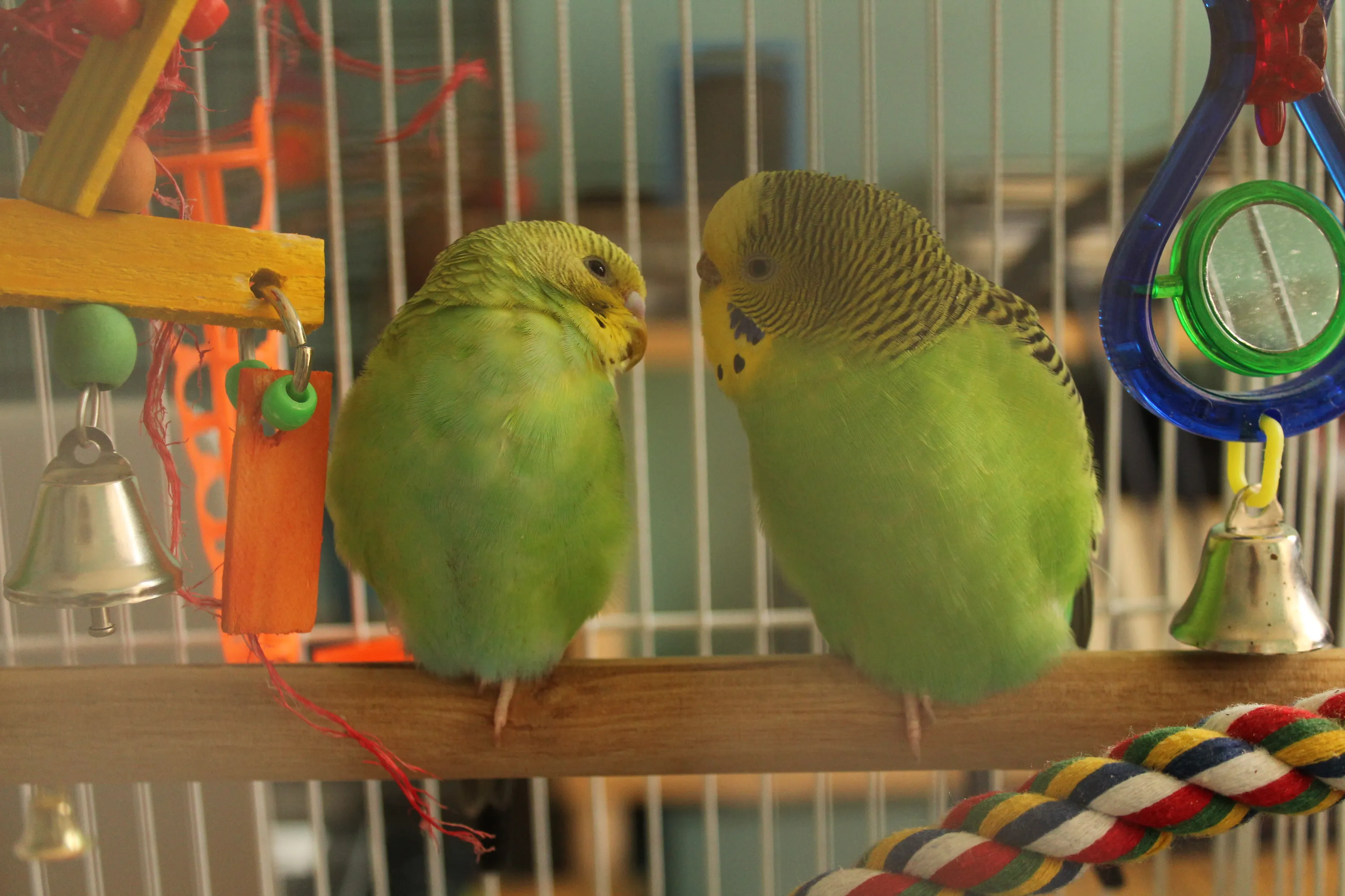 Parrots & Parakeets