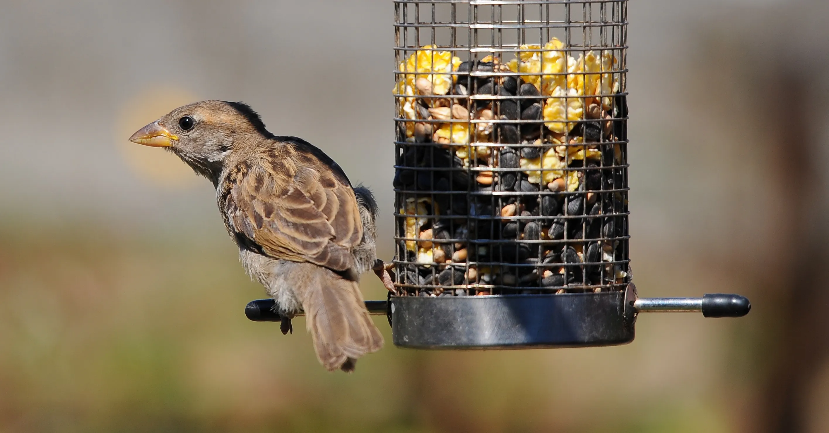 Garden birds