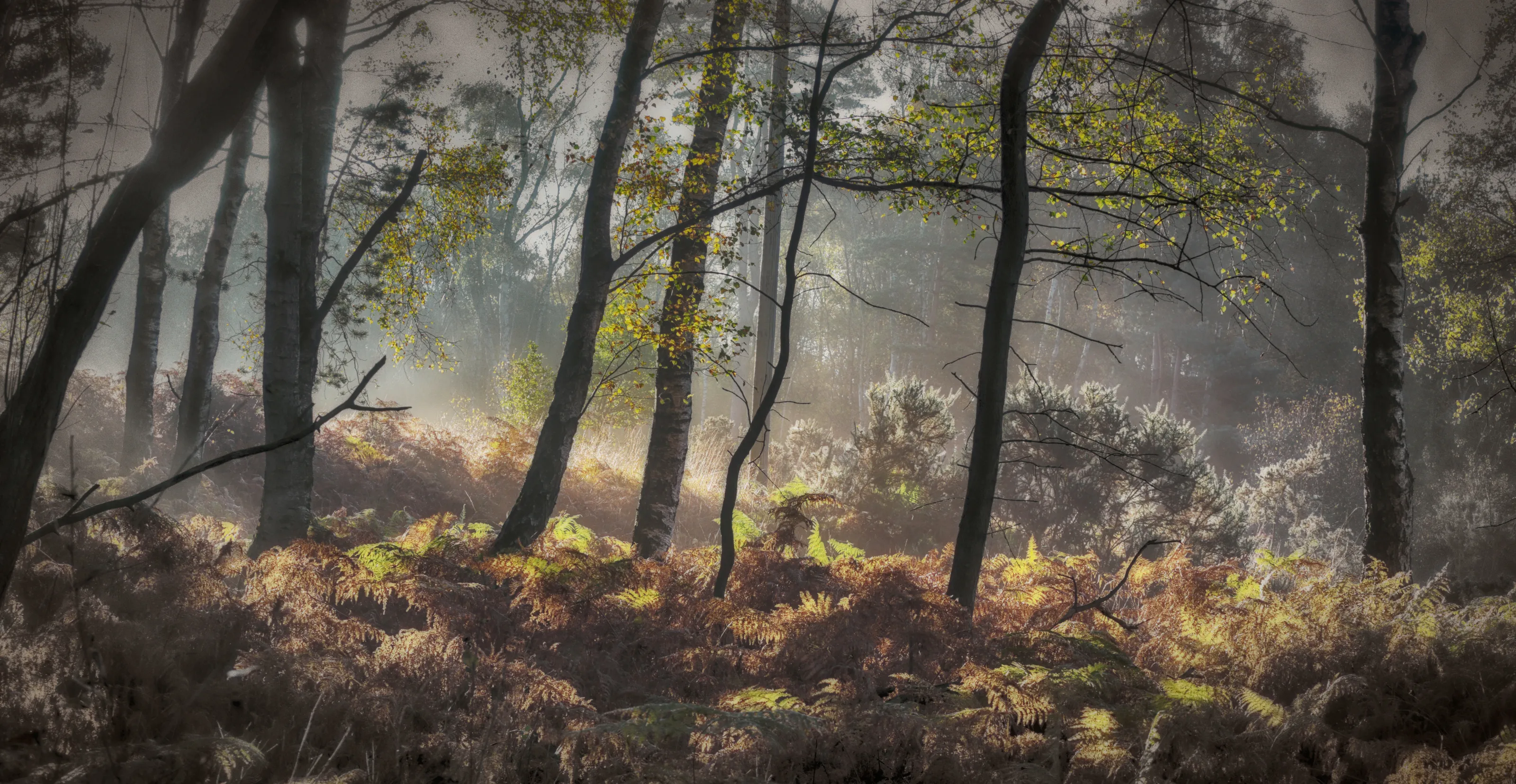 Woodland Light