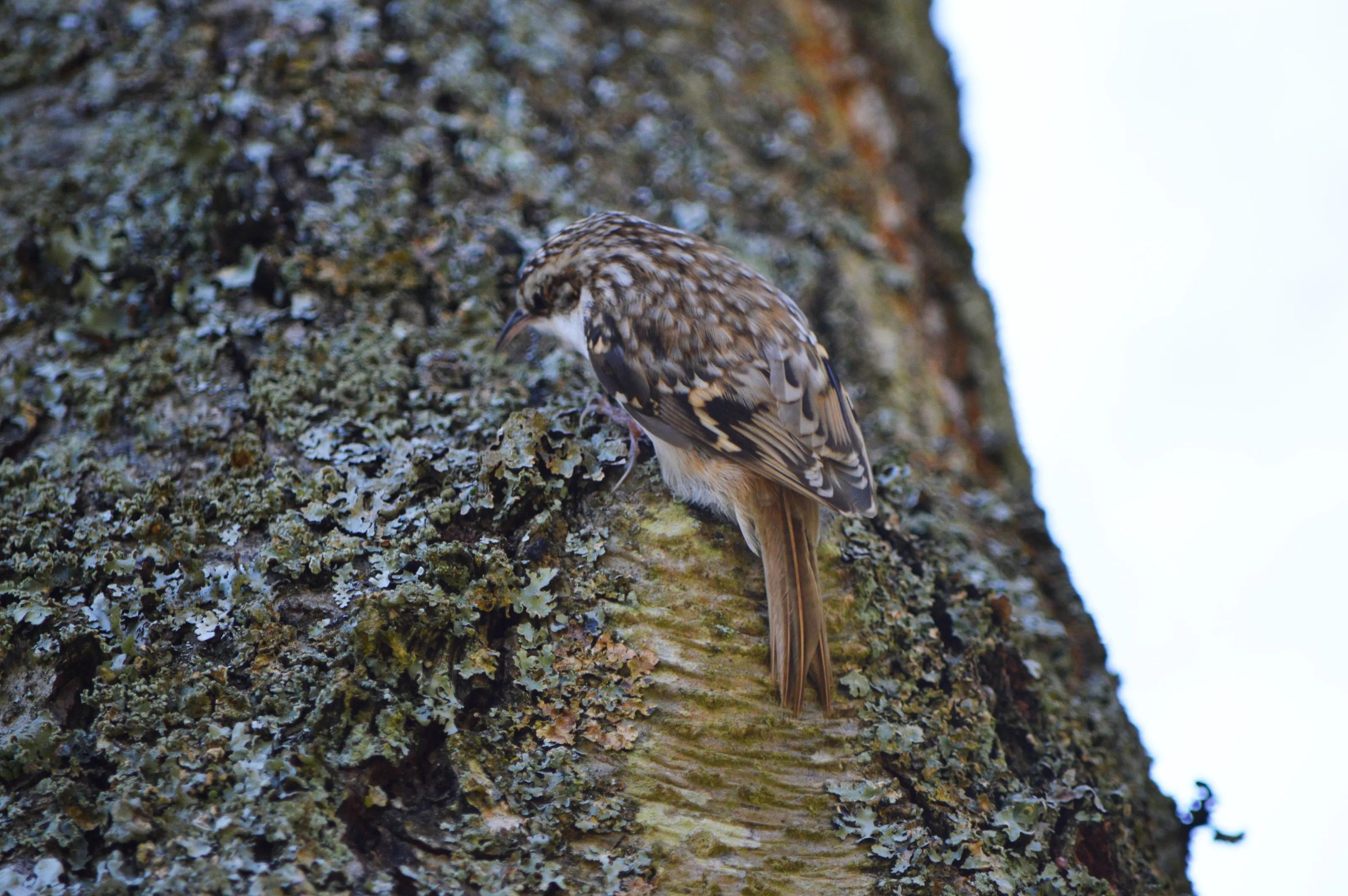 Camouflaged animals