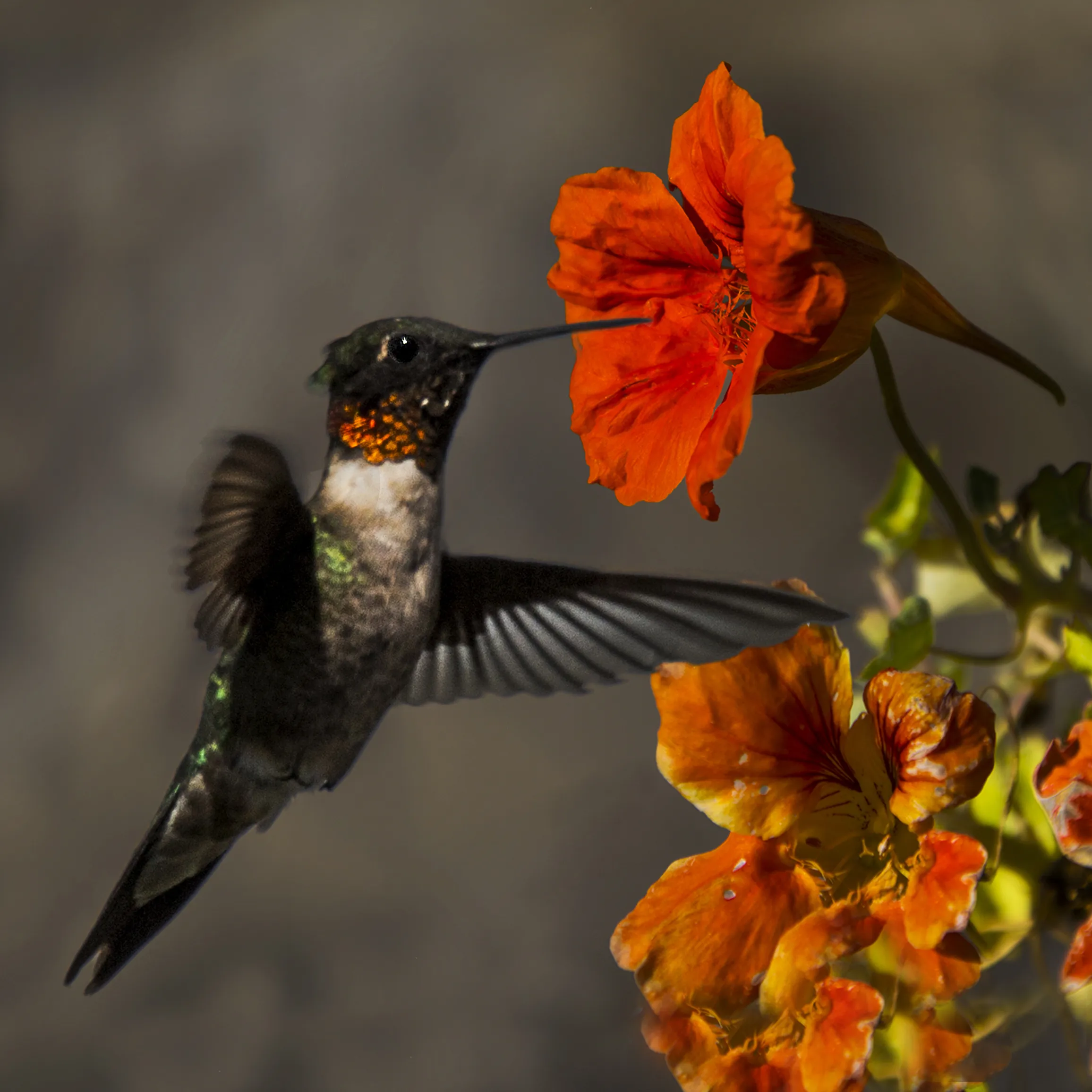 Hummingbirds in flight