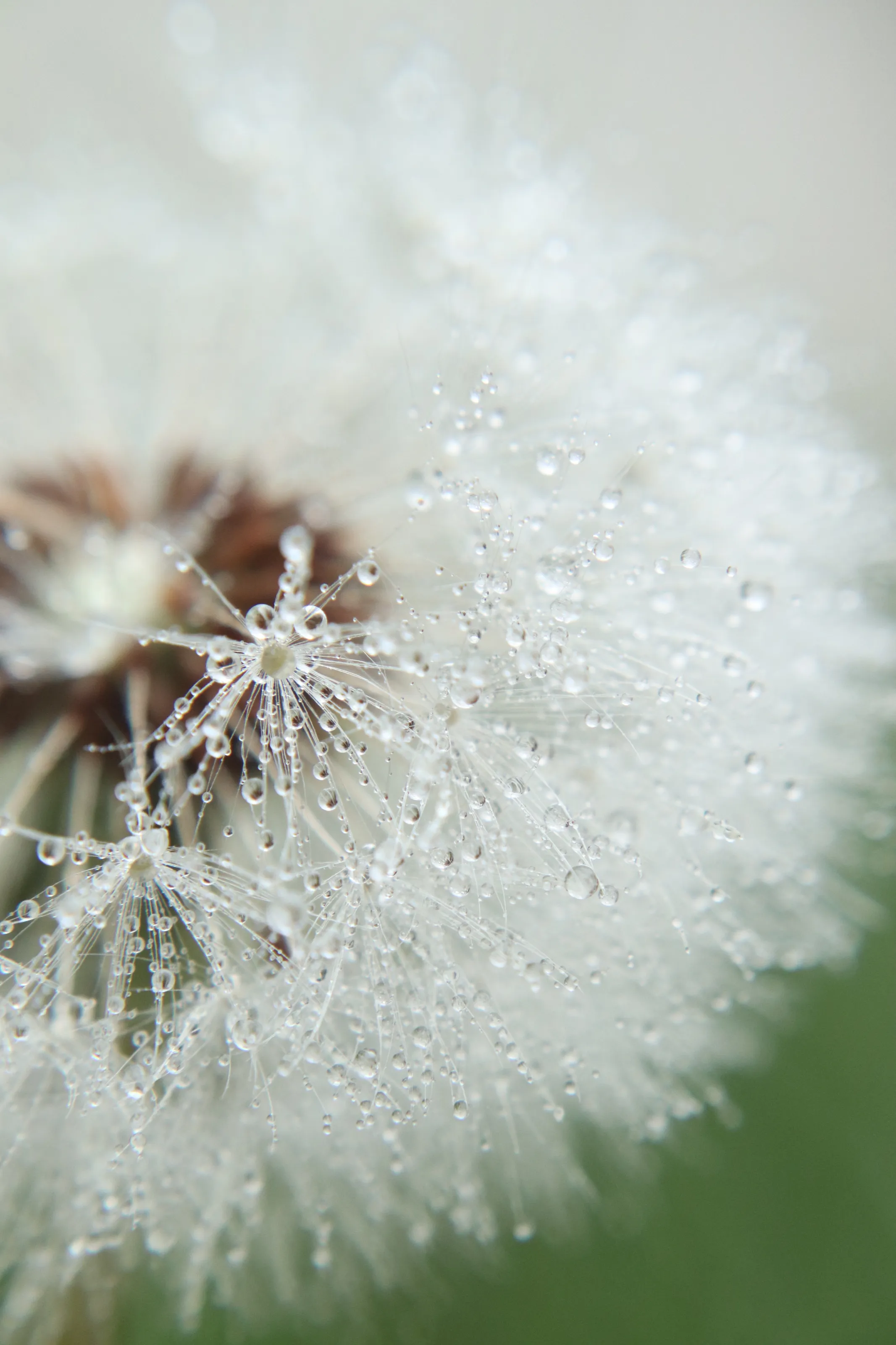 Dandelions