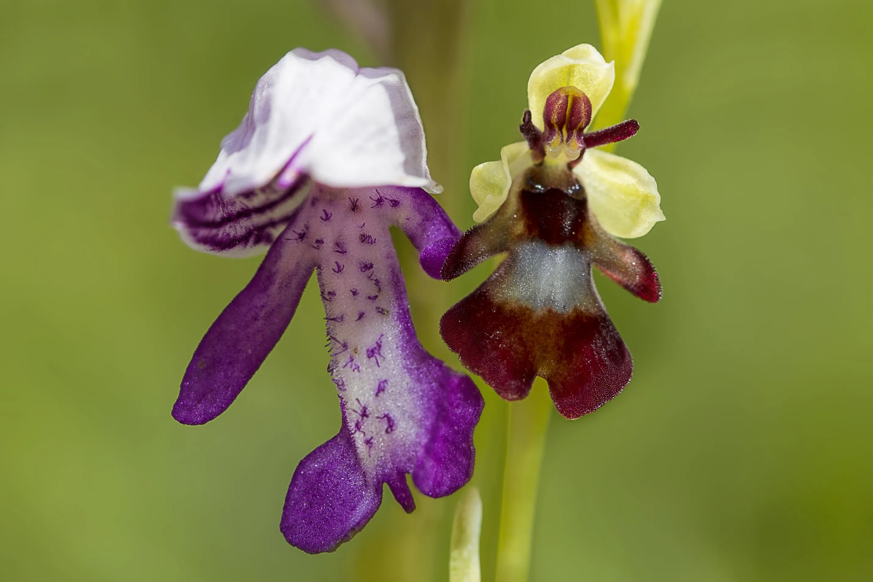 Wild Orchids