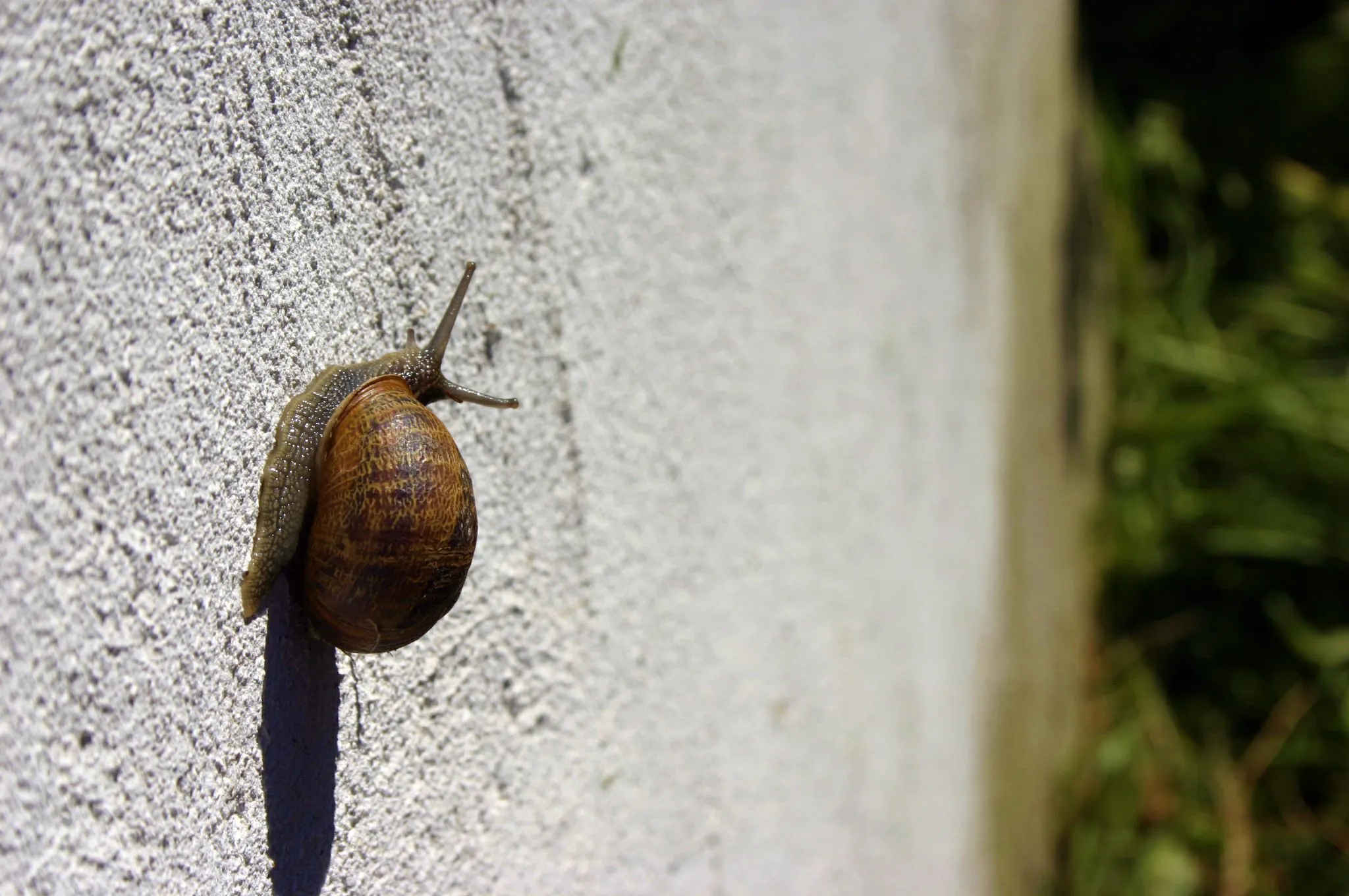 Snails