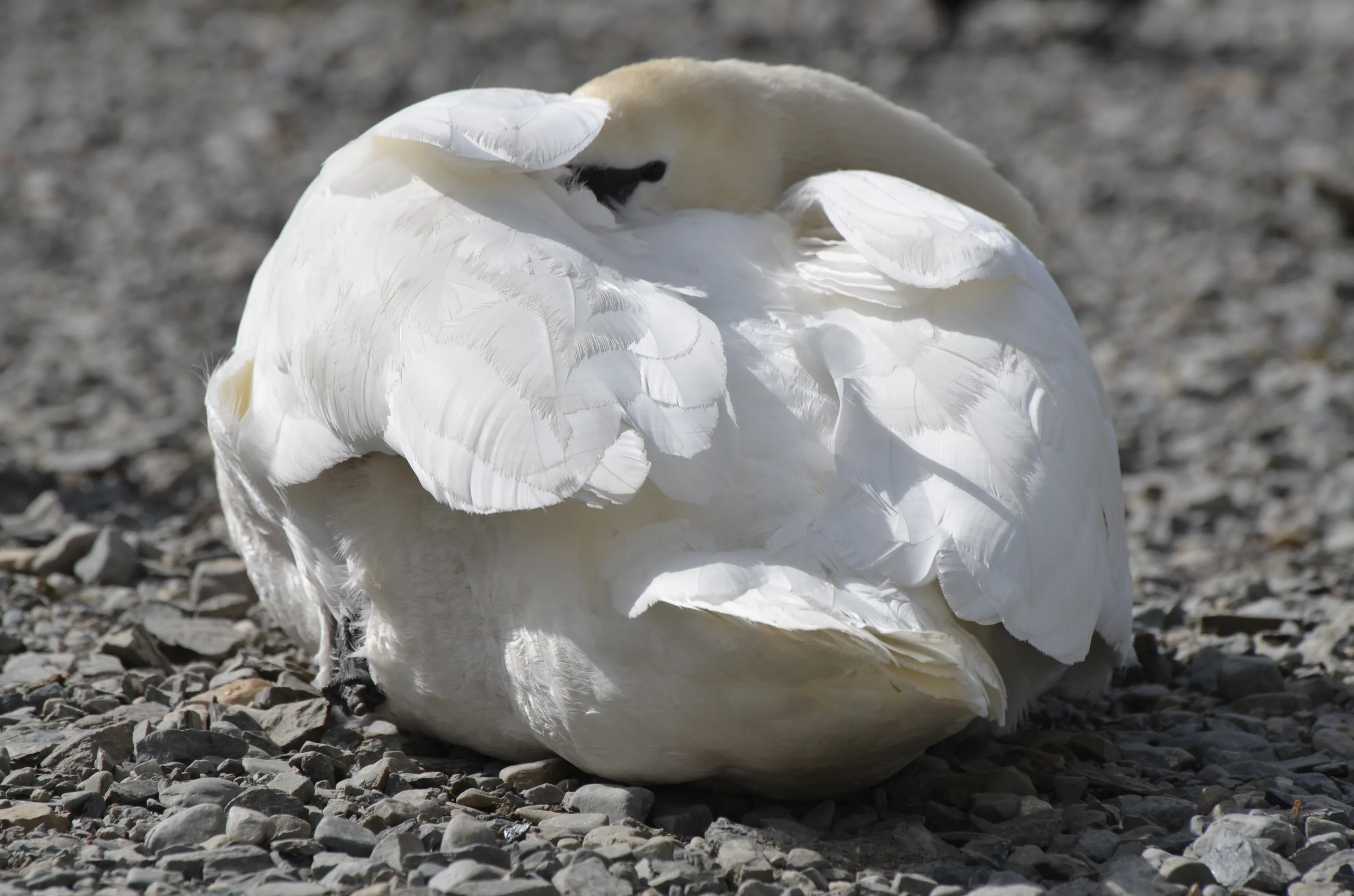 Swans
