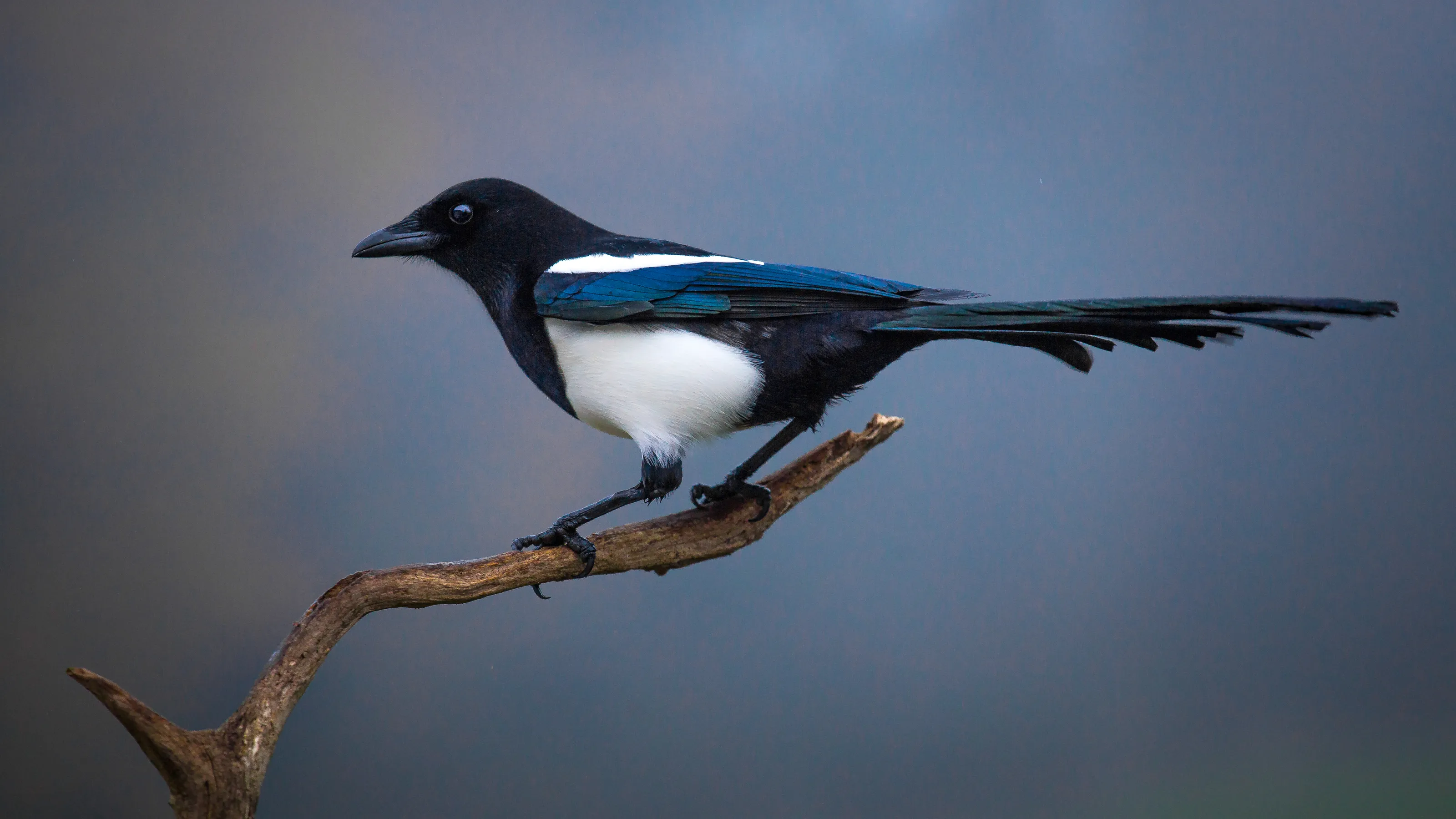 Magpies