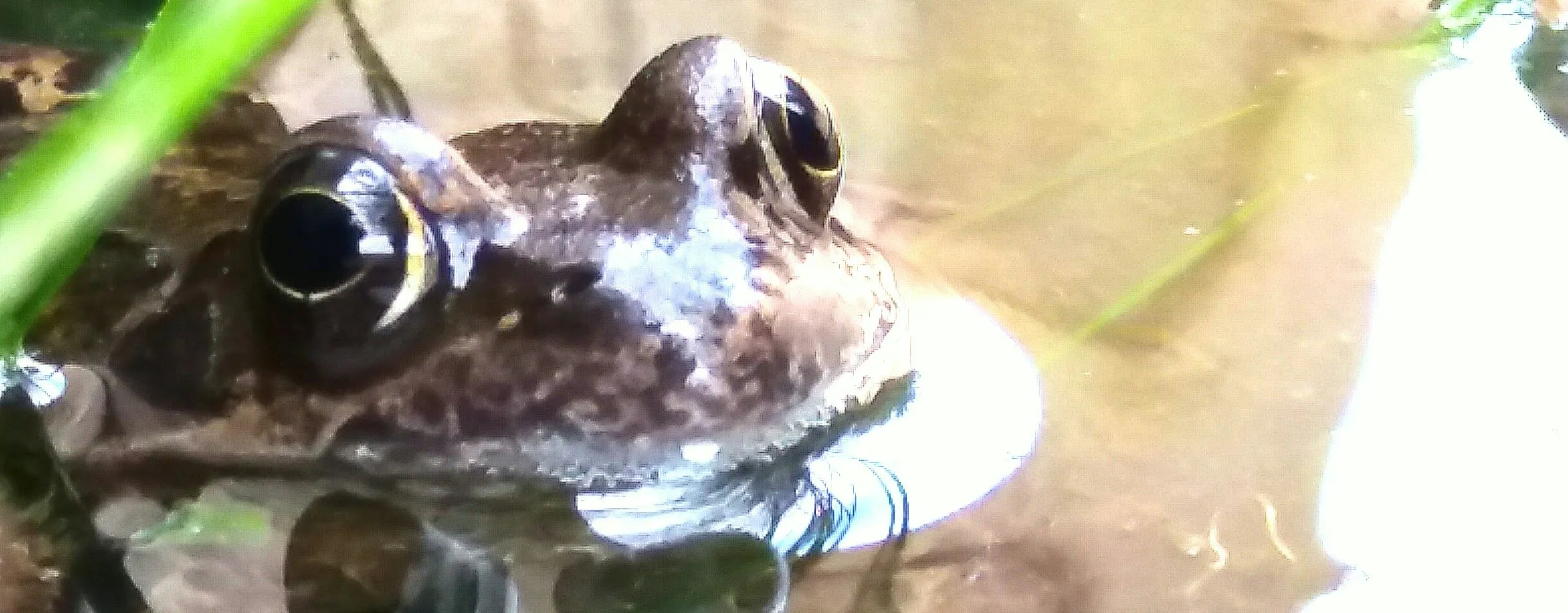 Pond life