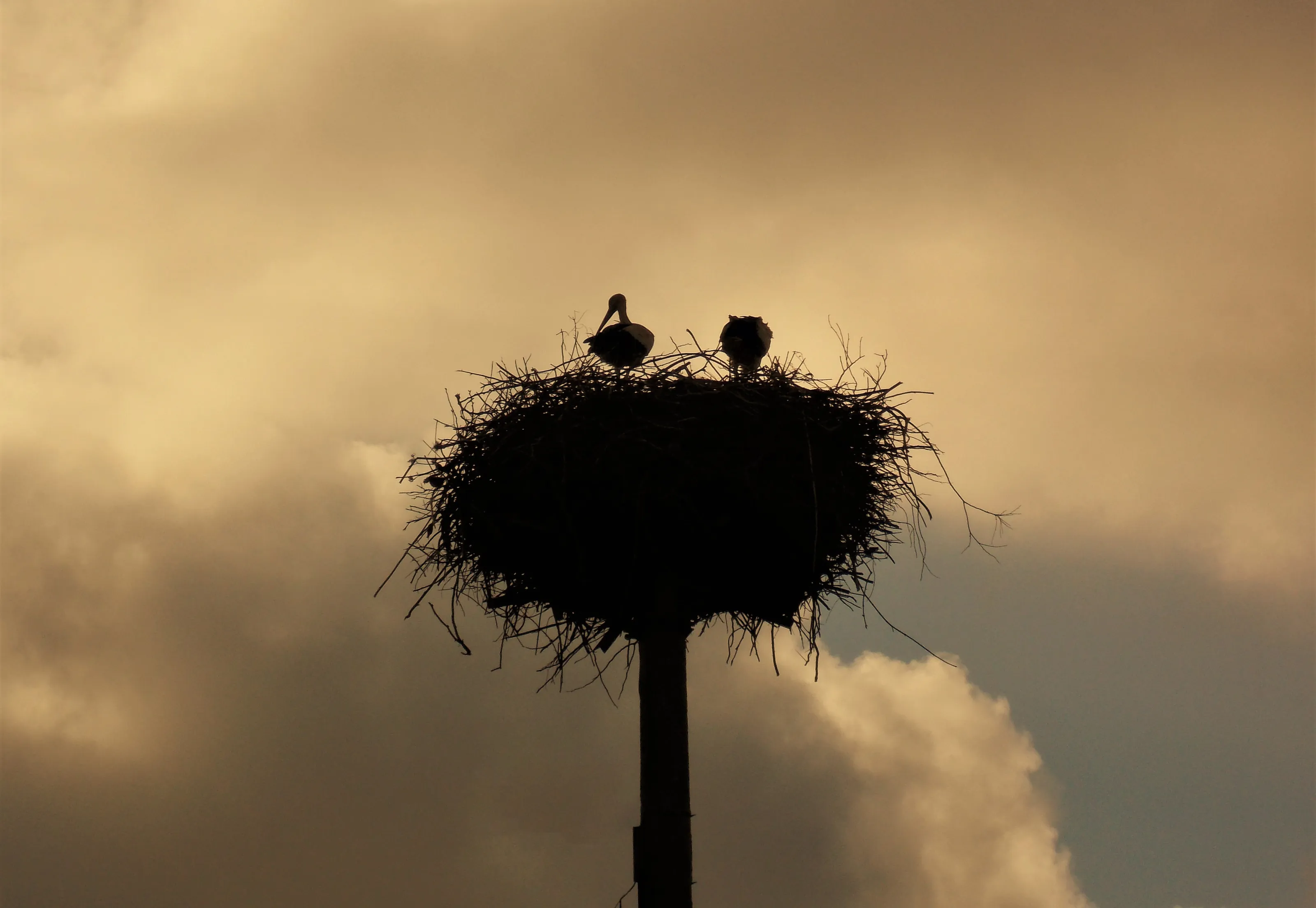 Bird silhouettes