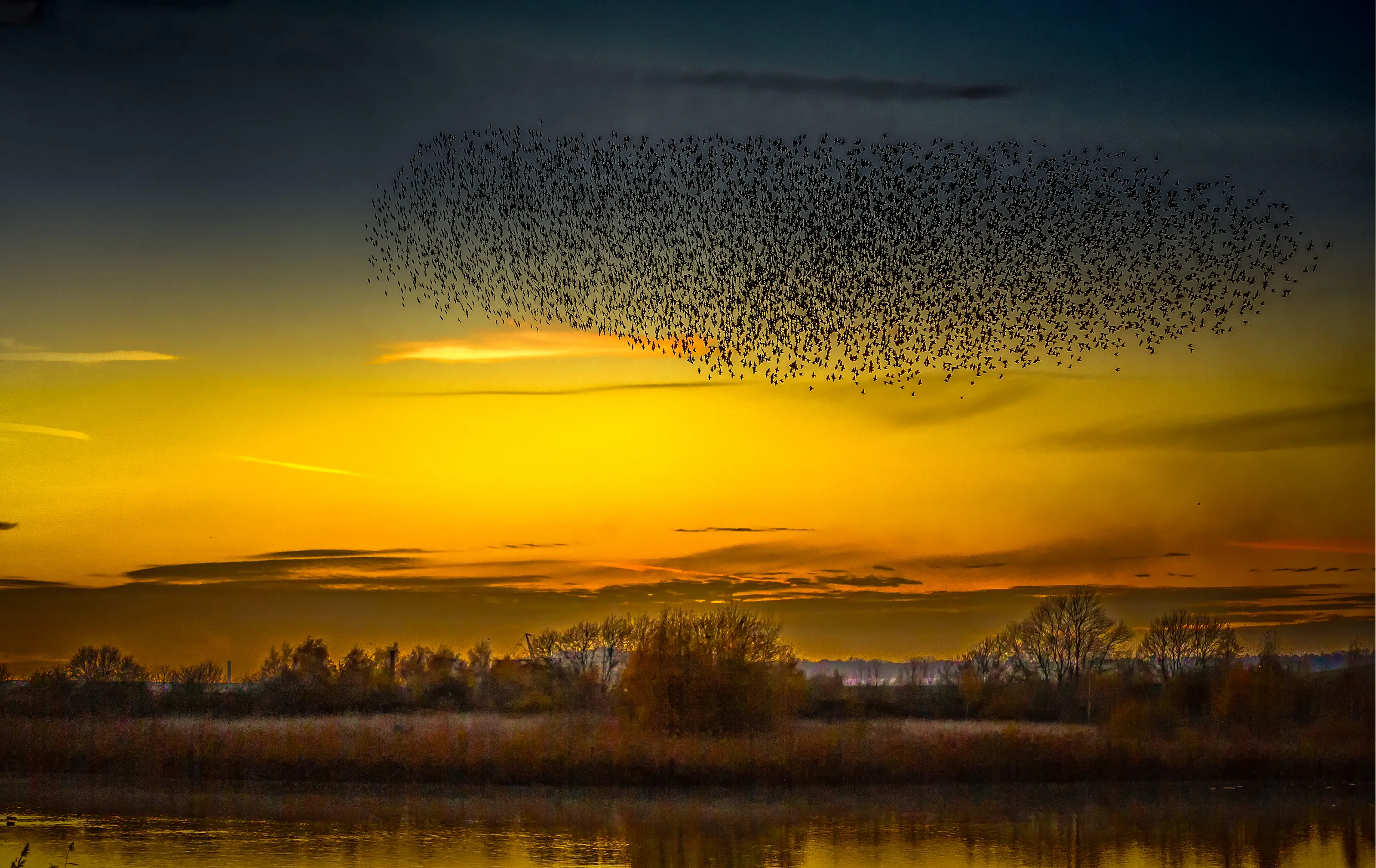 Starling Murmuration