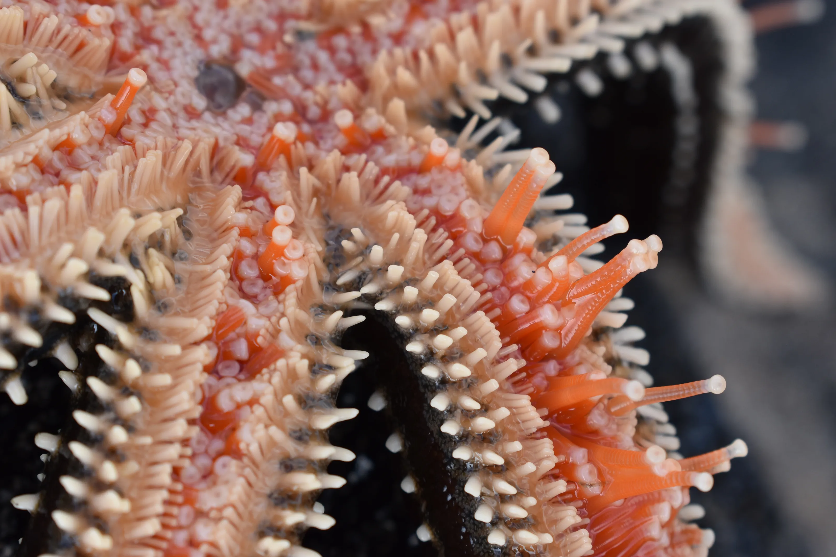 Macro sea life