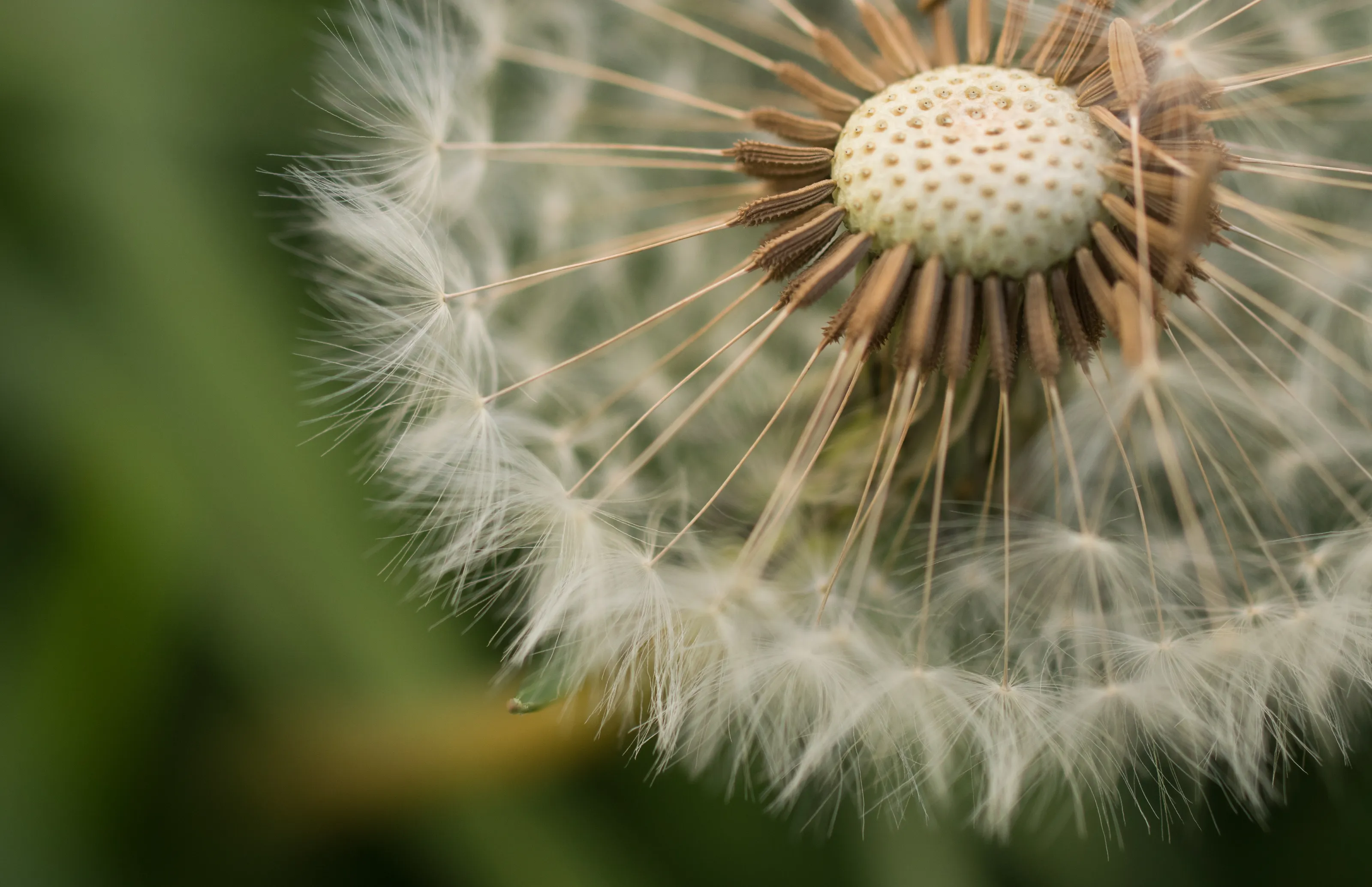 Dandelions