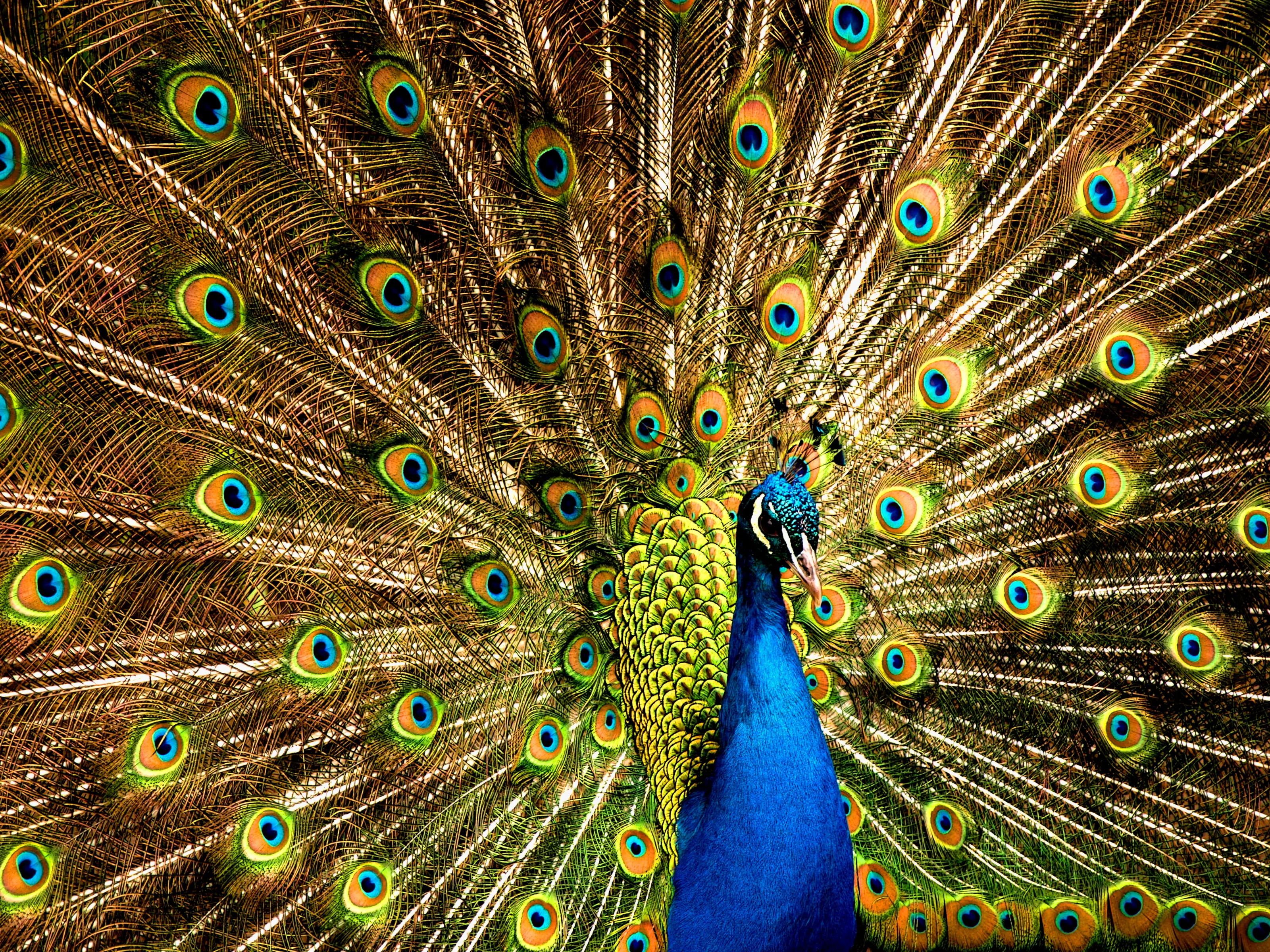 Peacocks