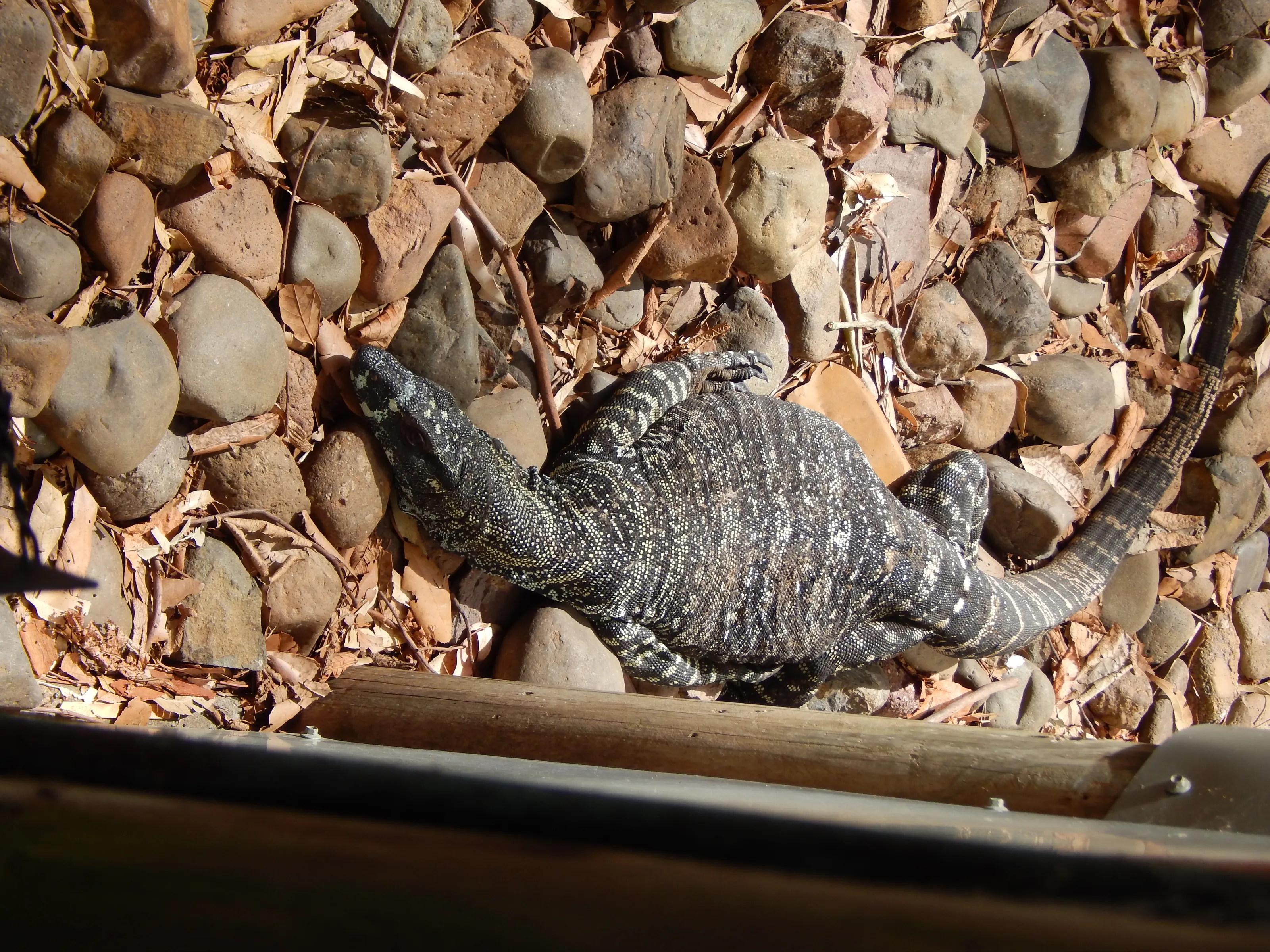 Lizards