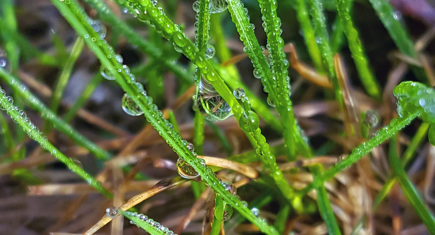 Water droplets