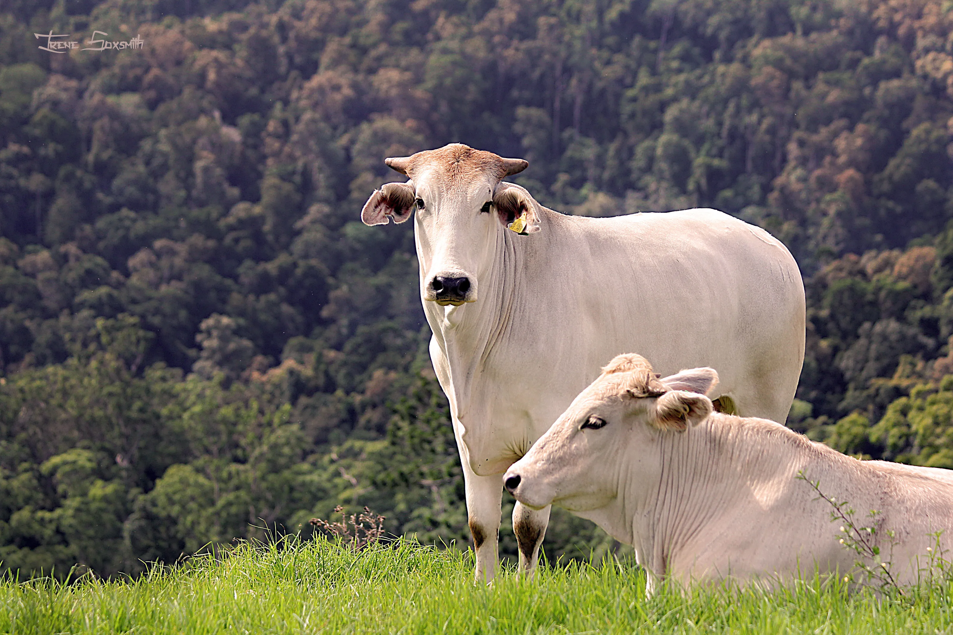 Cattle