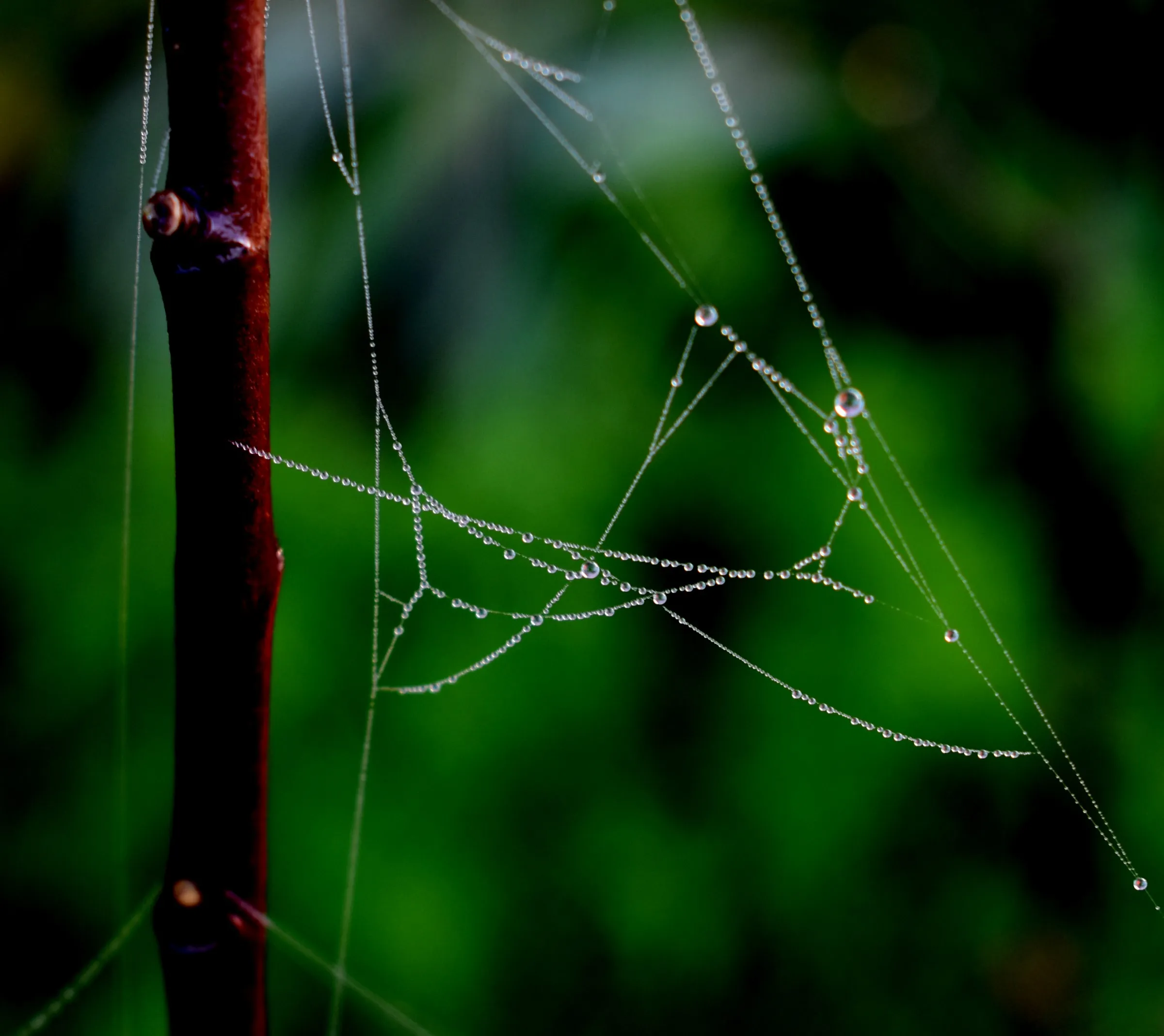Water droplets