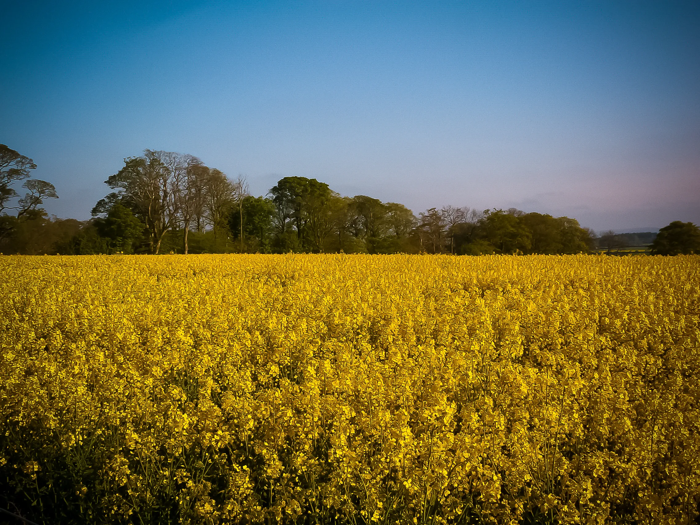 The colour yellow