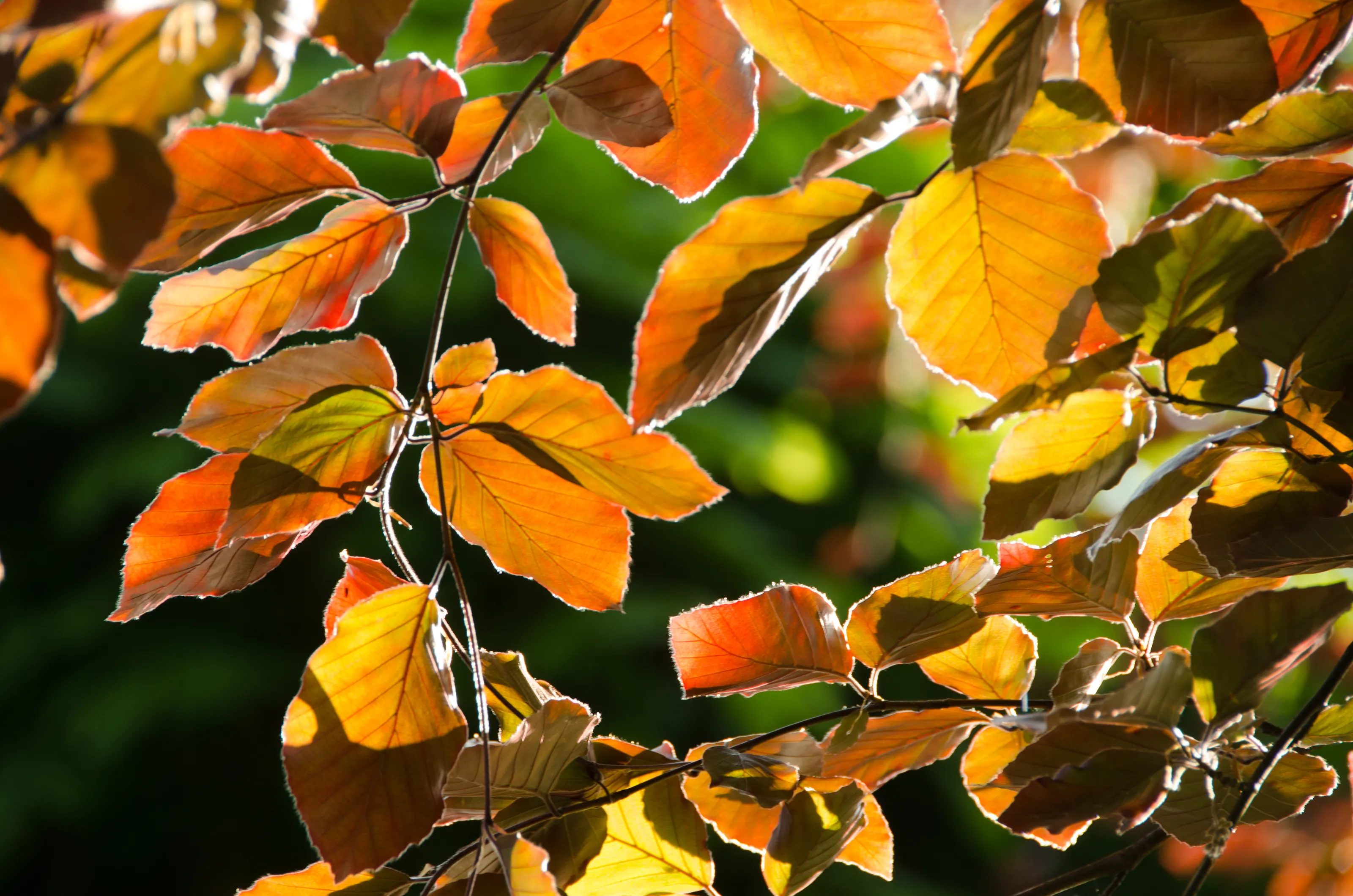 New leaves on trees - colour