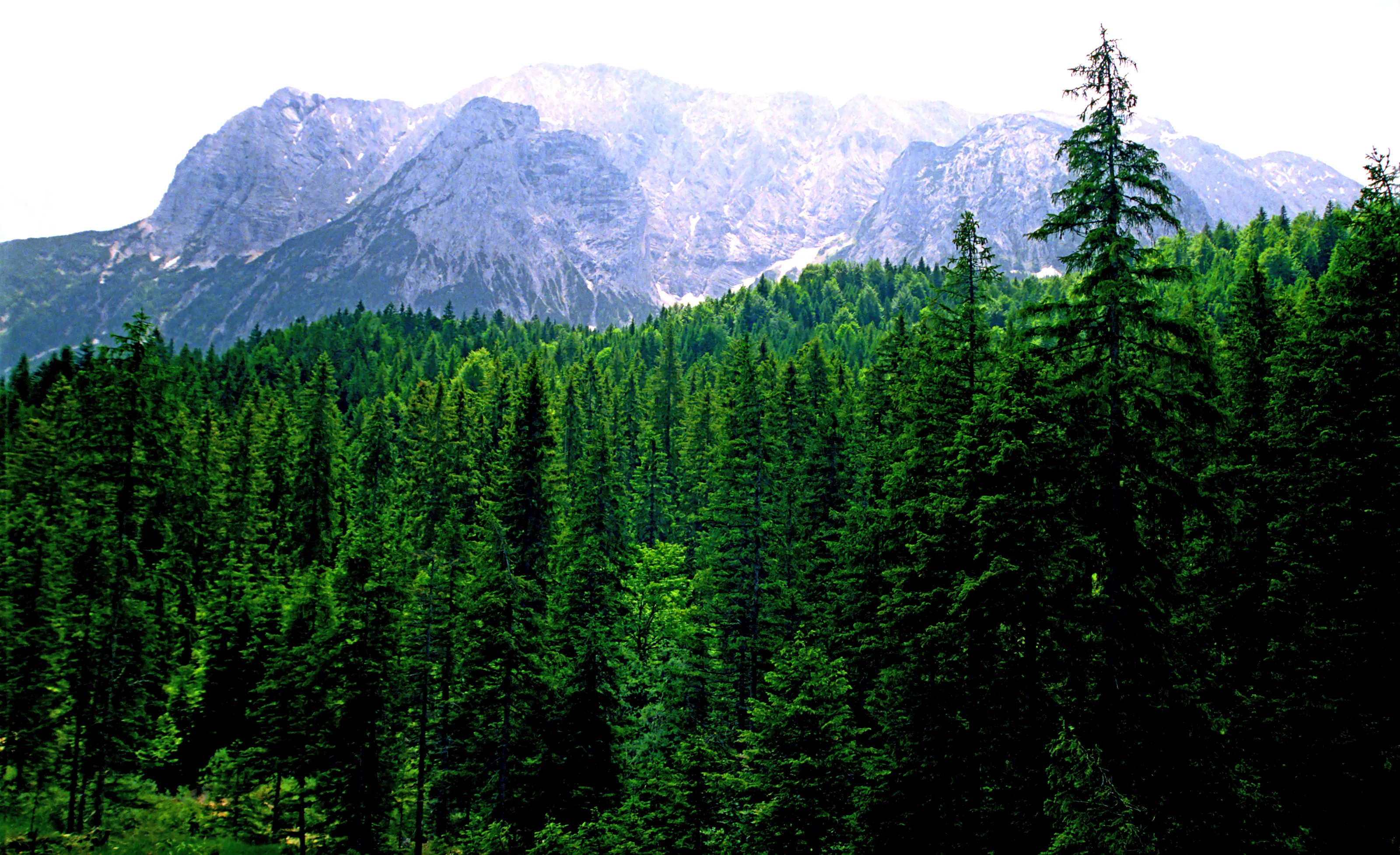 The Forest