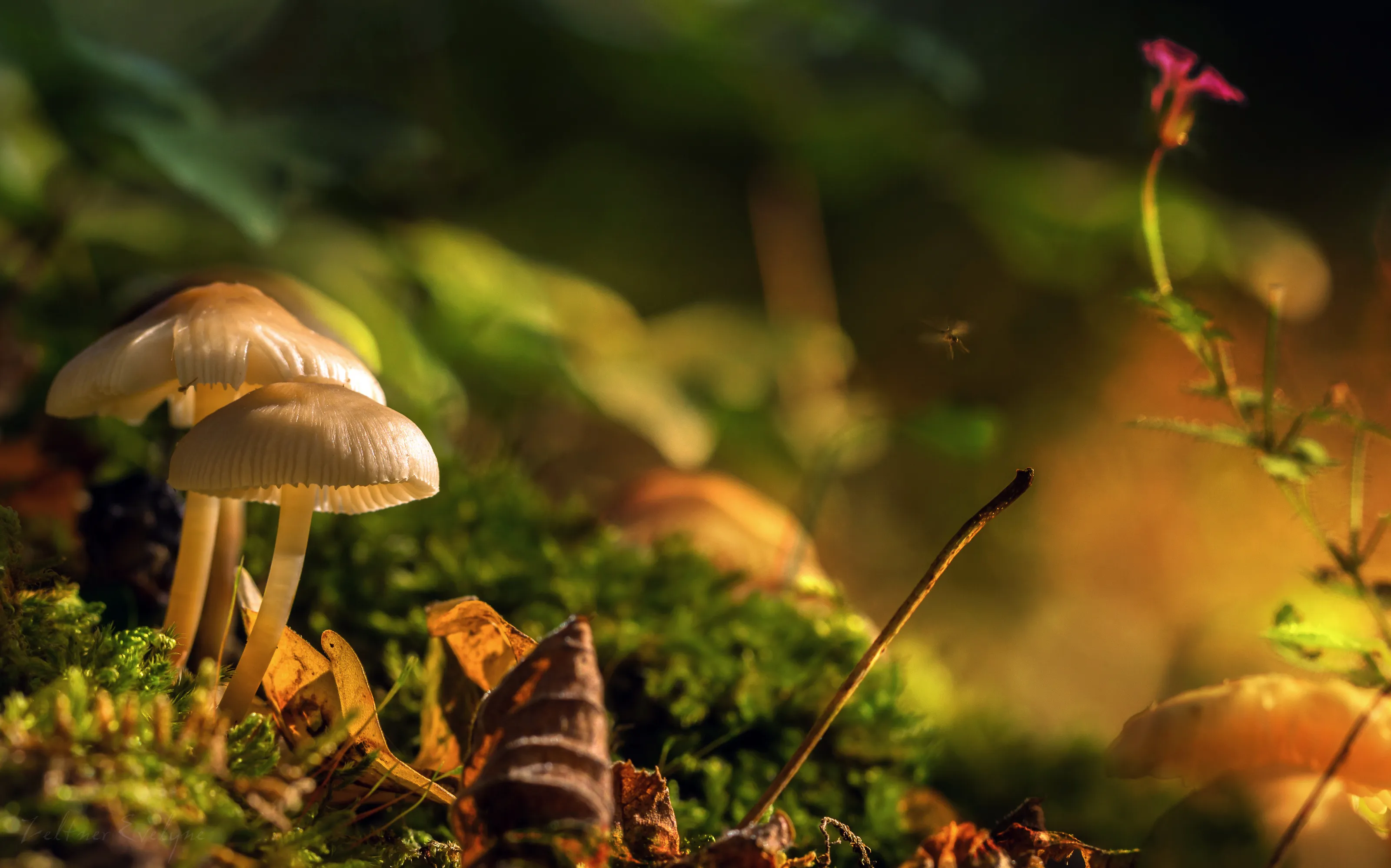 Macro Mushrooms