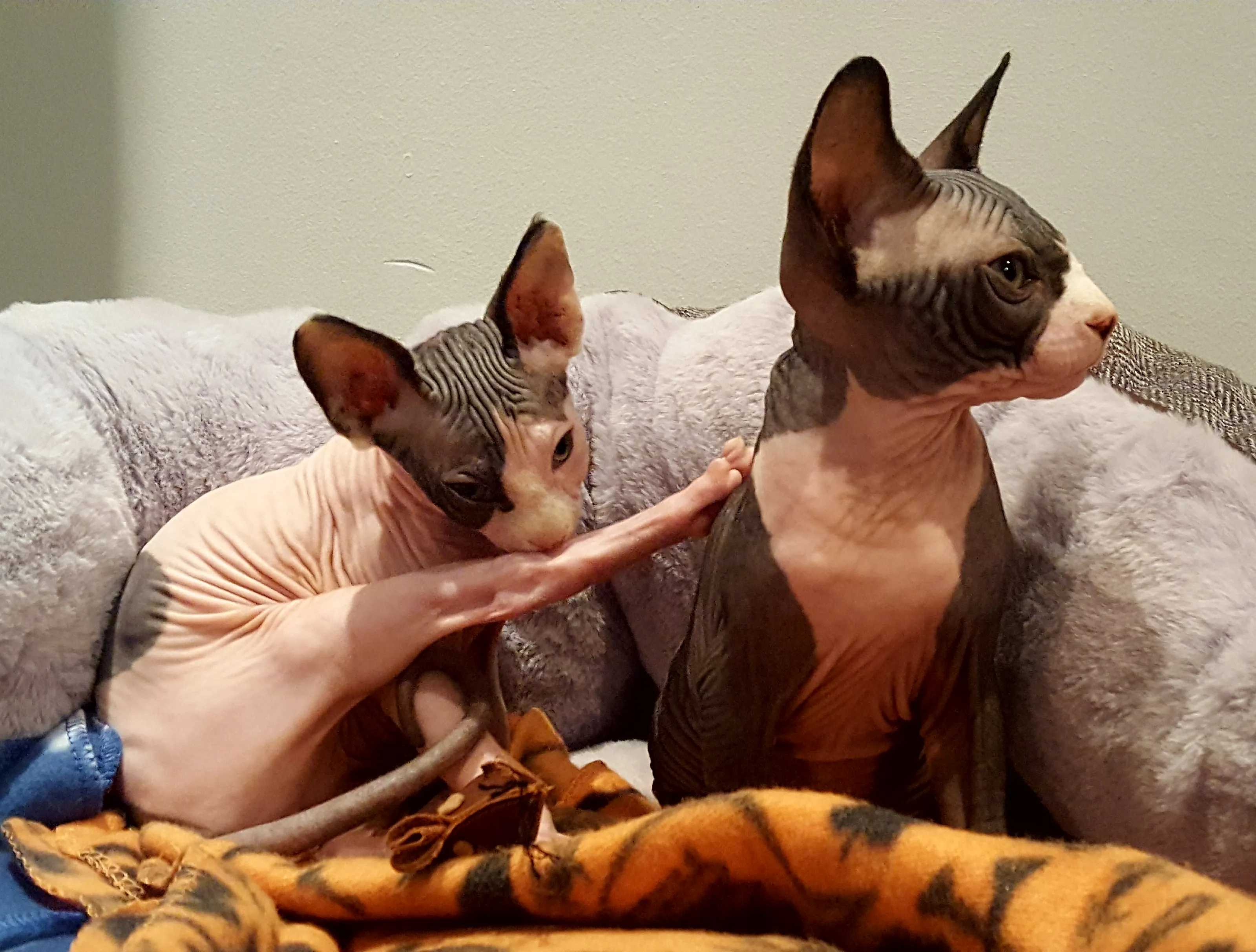 Cats