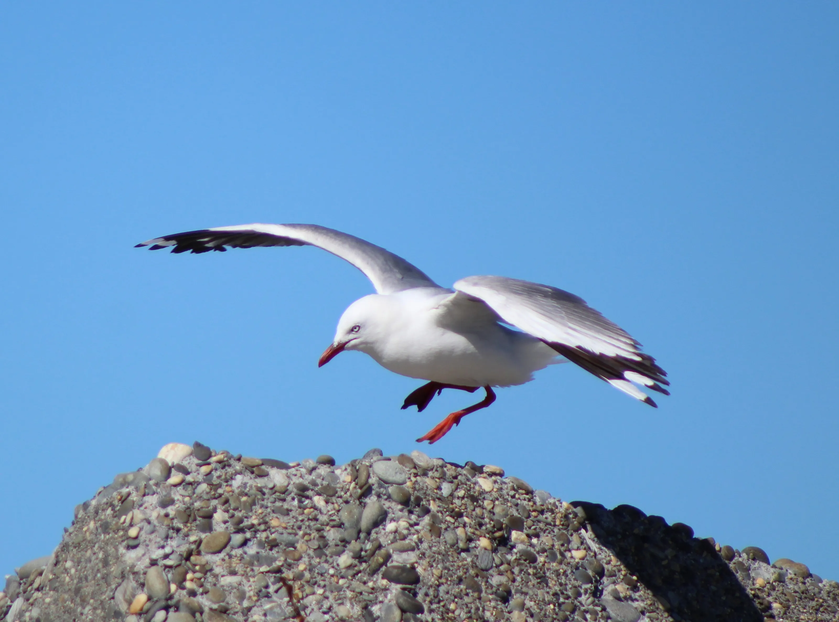 Birds - take off & landing