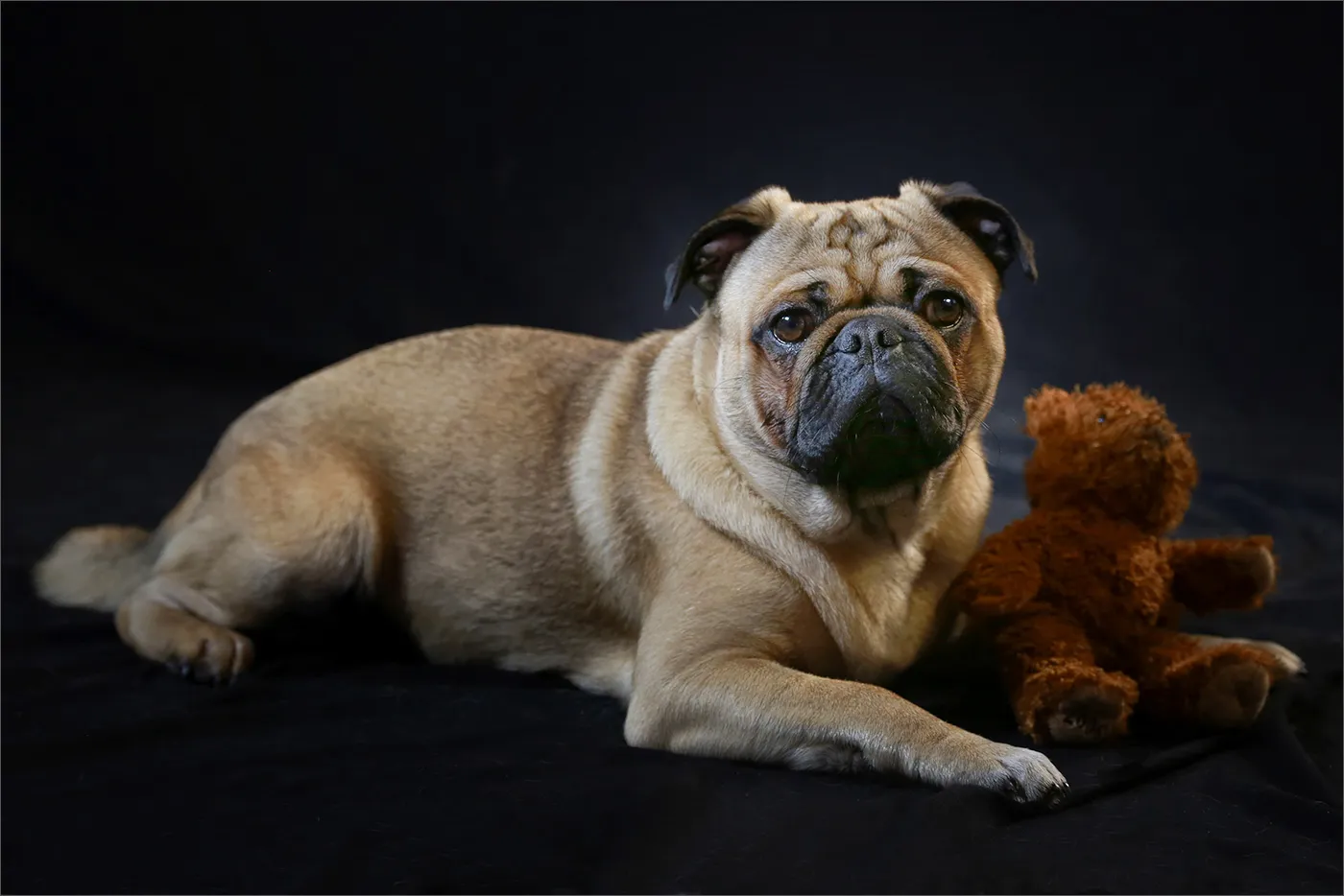 Indoor pet portraits