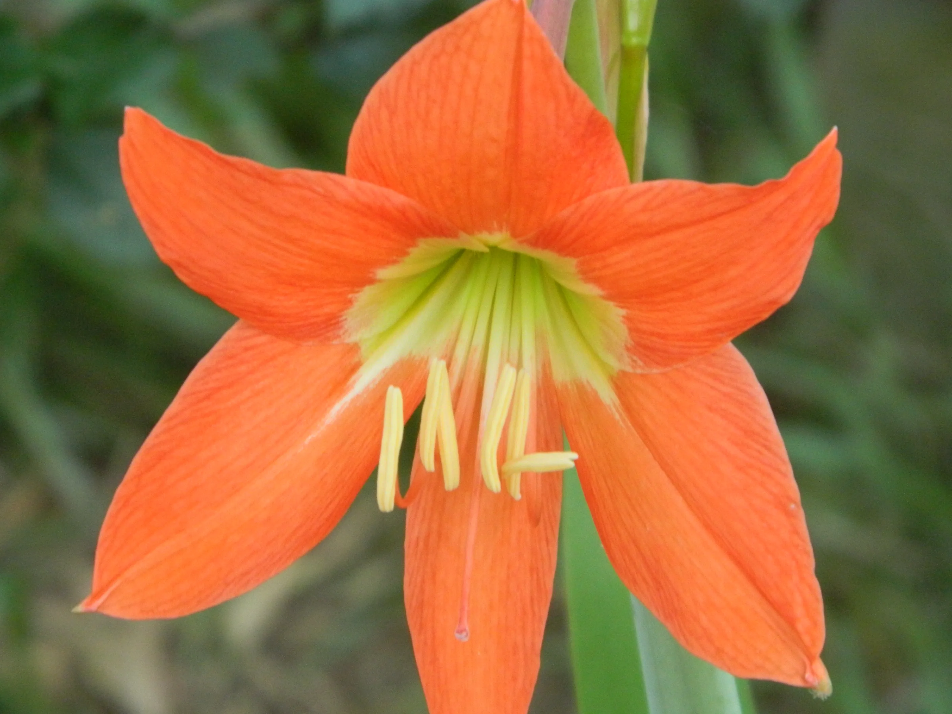The colour orange