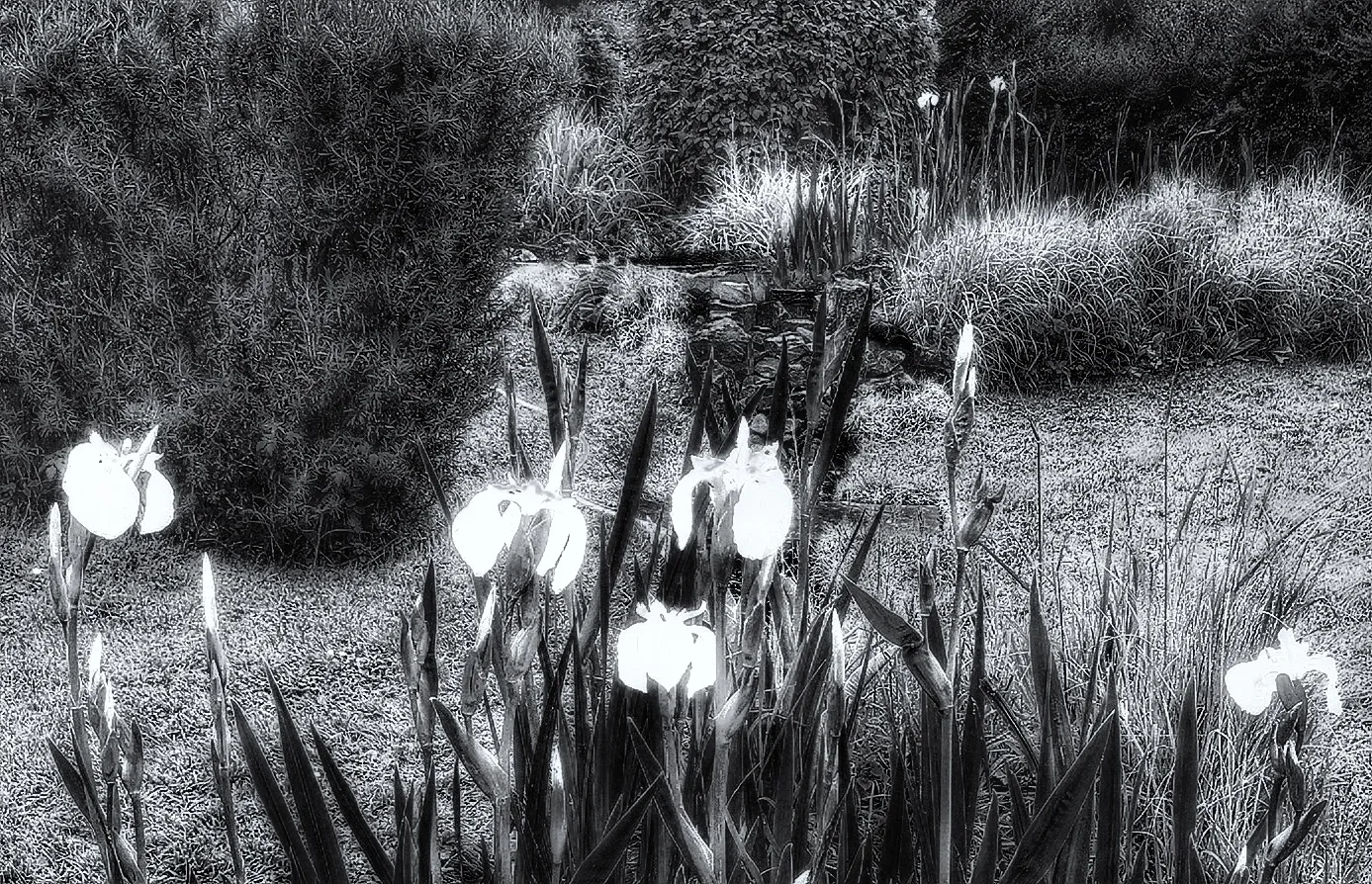 Your garden in black & white