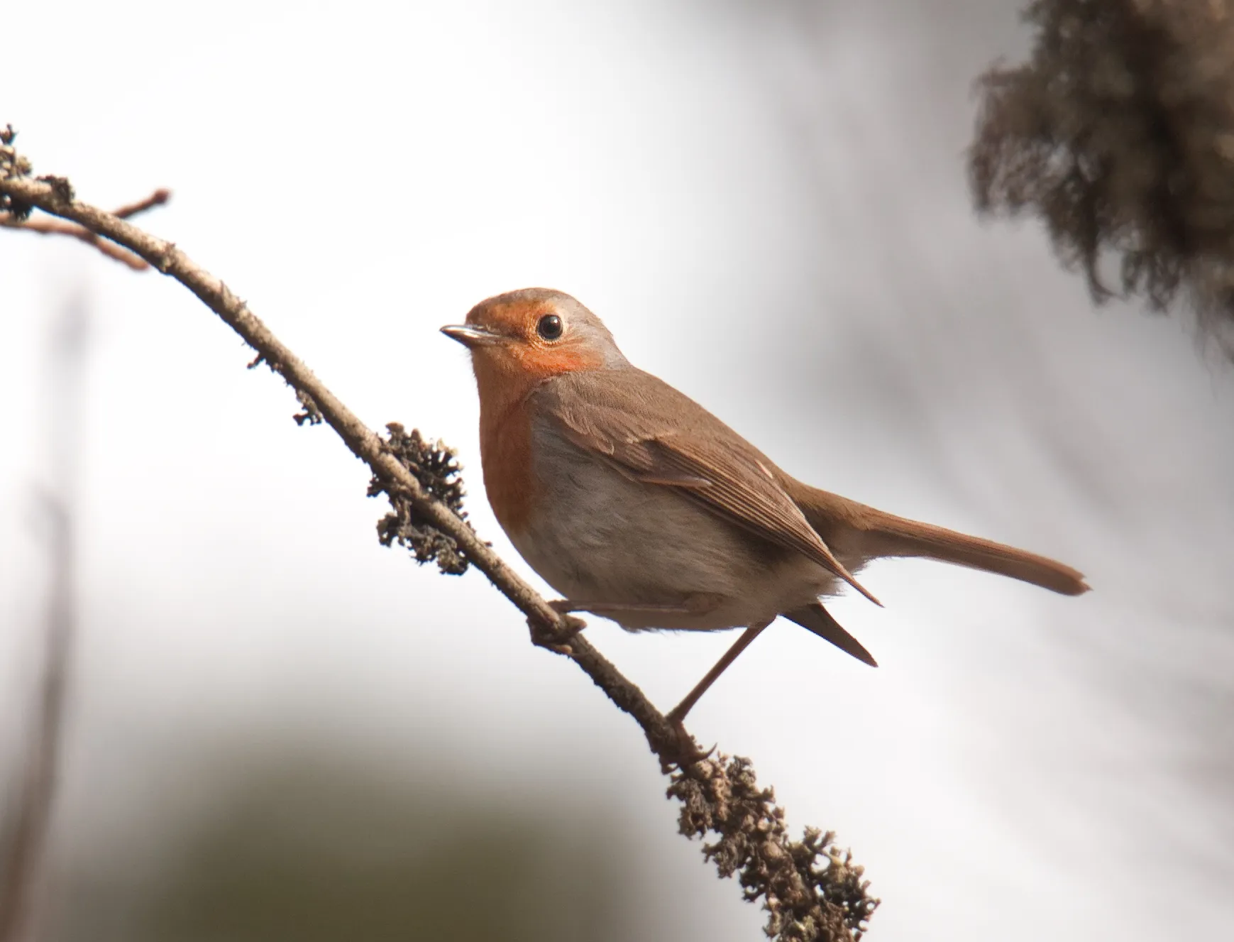 Portraits of birds