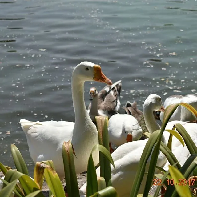 Ducks and swans