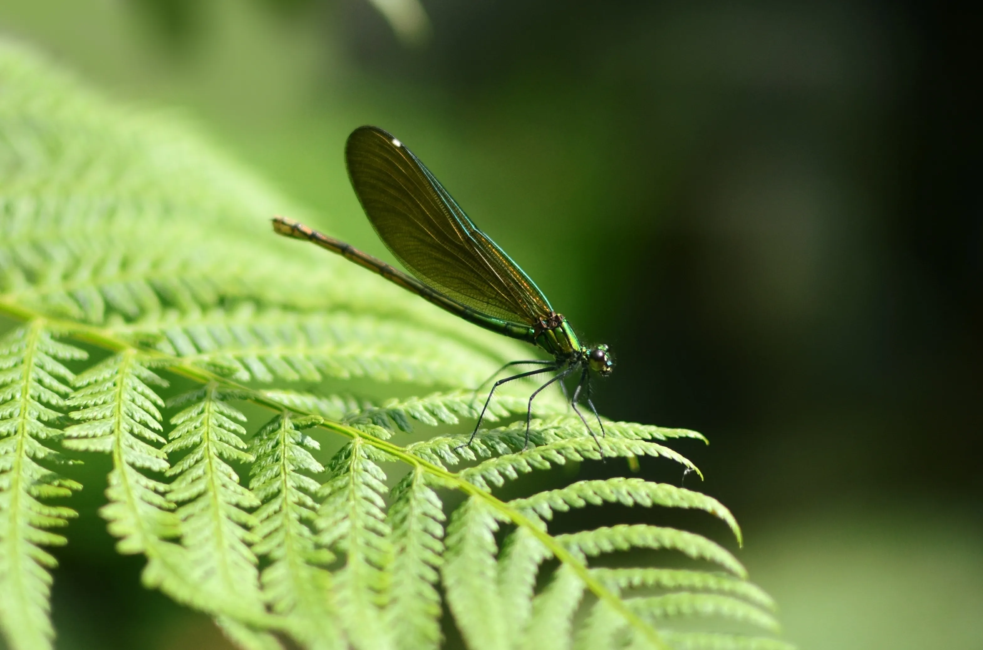 Dragonflies