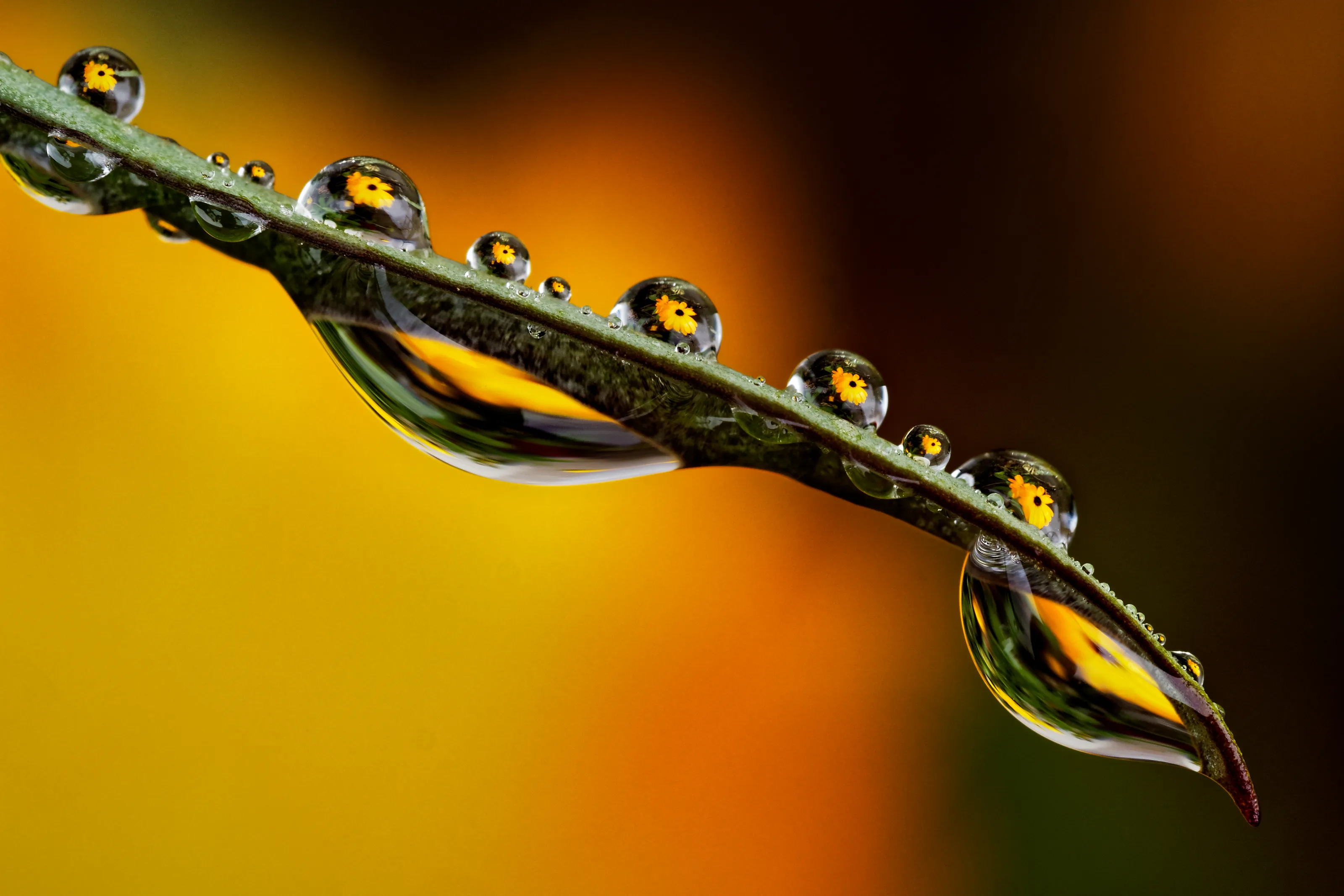 Images in water drops